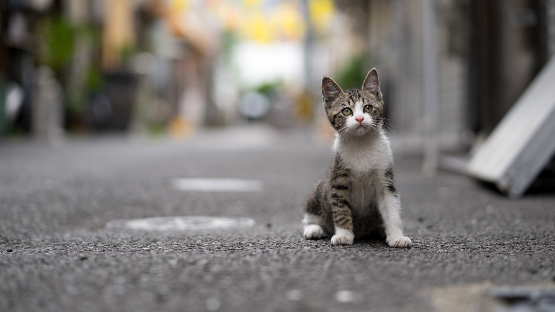 Маленький серый котенок сидит на дороге
