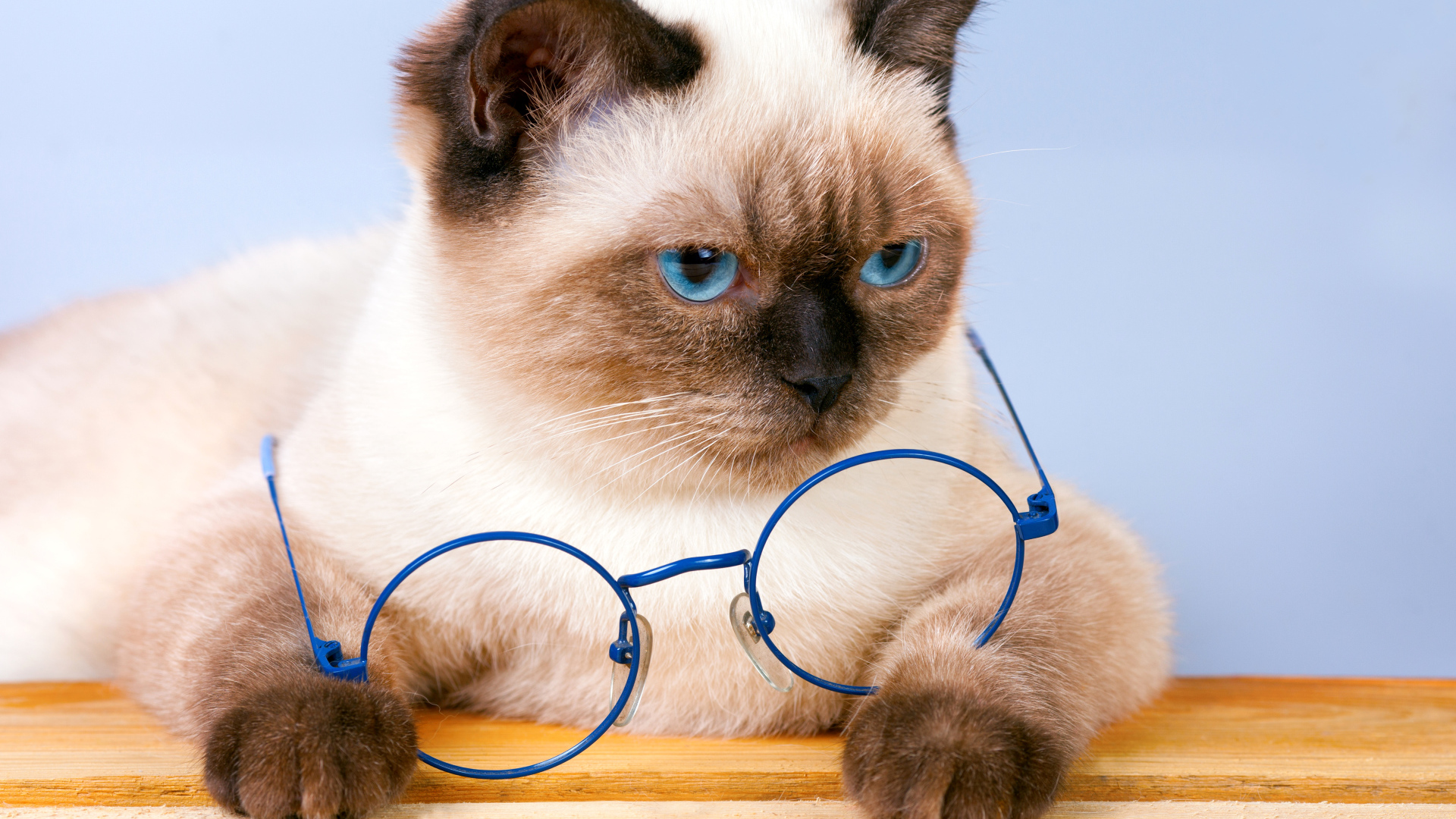 Красивый сиамский кот с синими очками