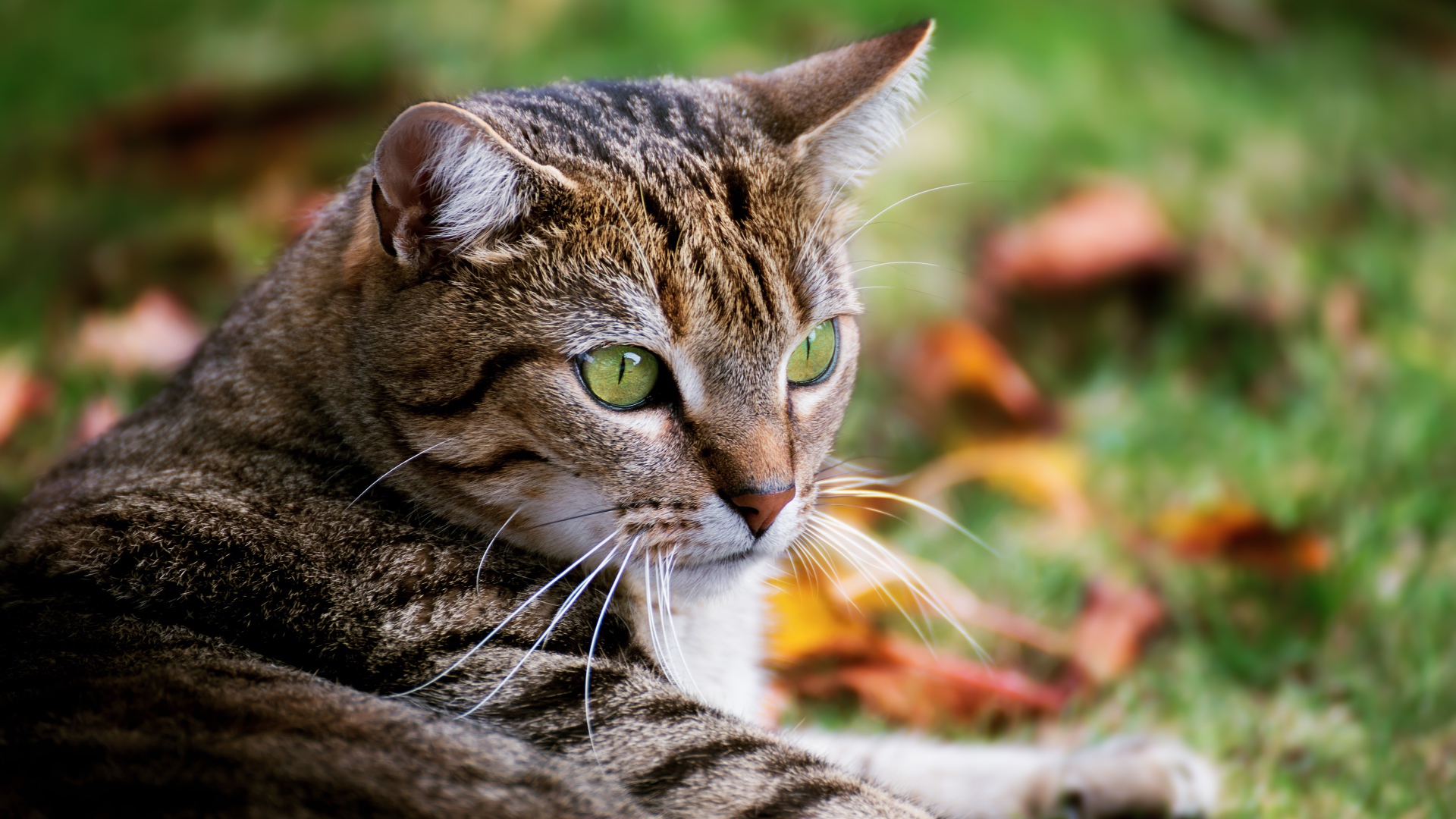 Большой серый зеленоглазый кот лежит на зеленой траве
