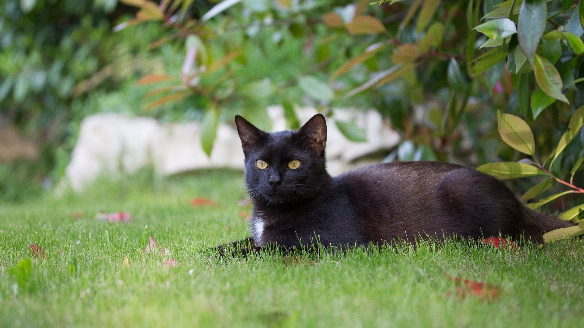 Черный кот лежит на зеленой траве 