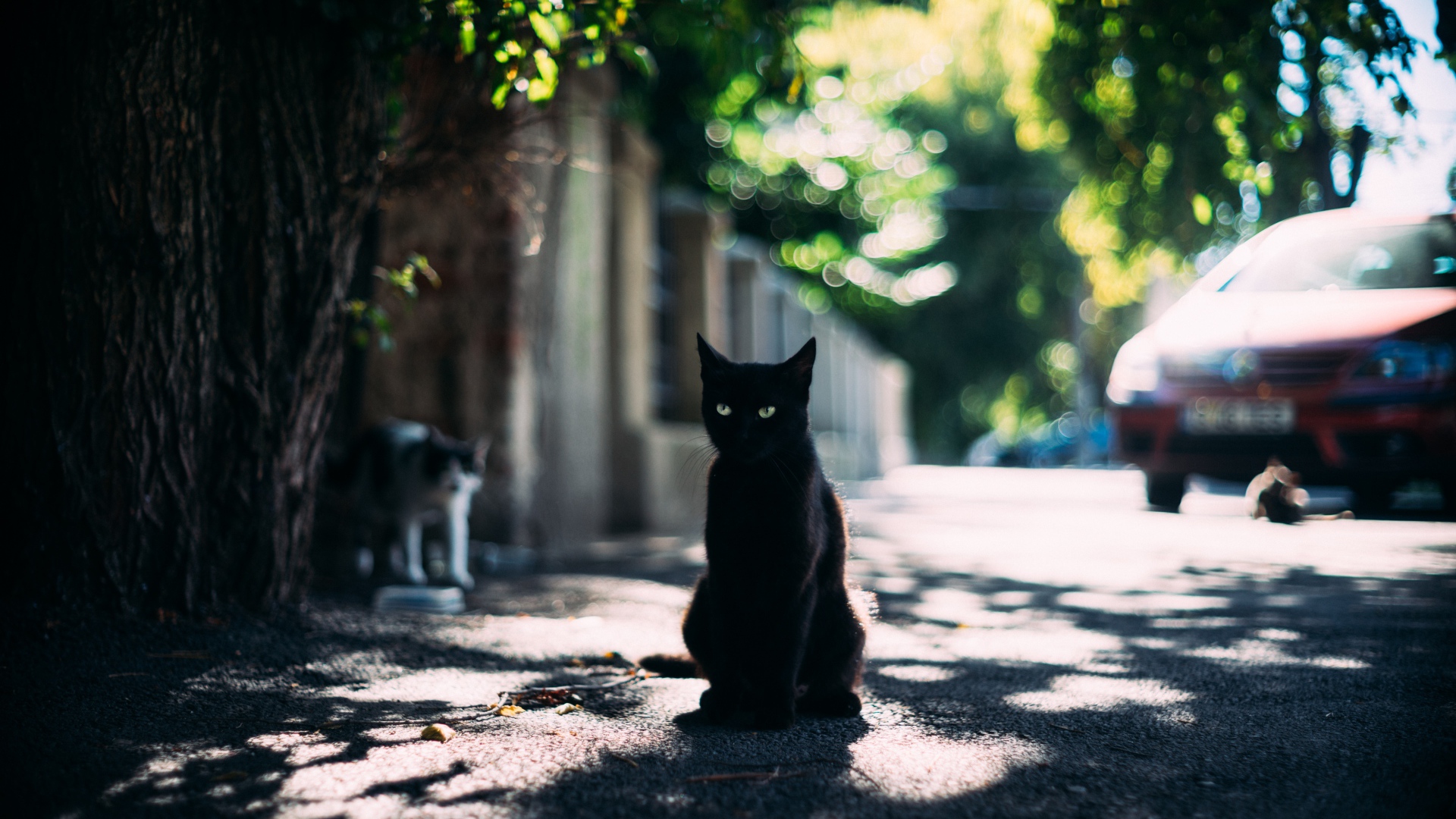 Черный зеленоглазый кот сидит в тени дерева