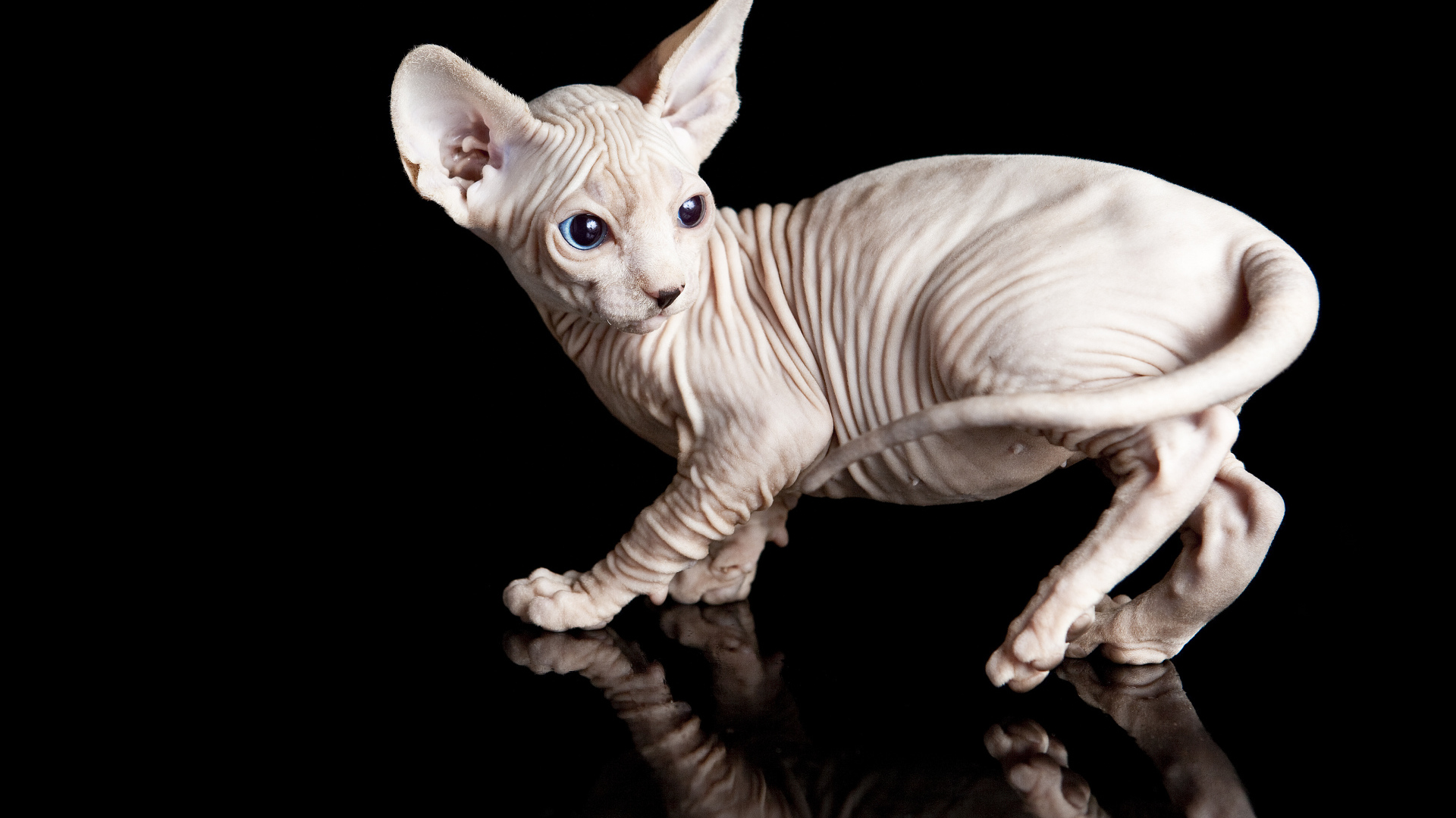 Голубоглазый котенок породы сфинкс на черном фоне