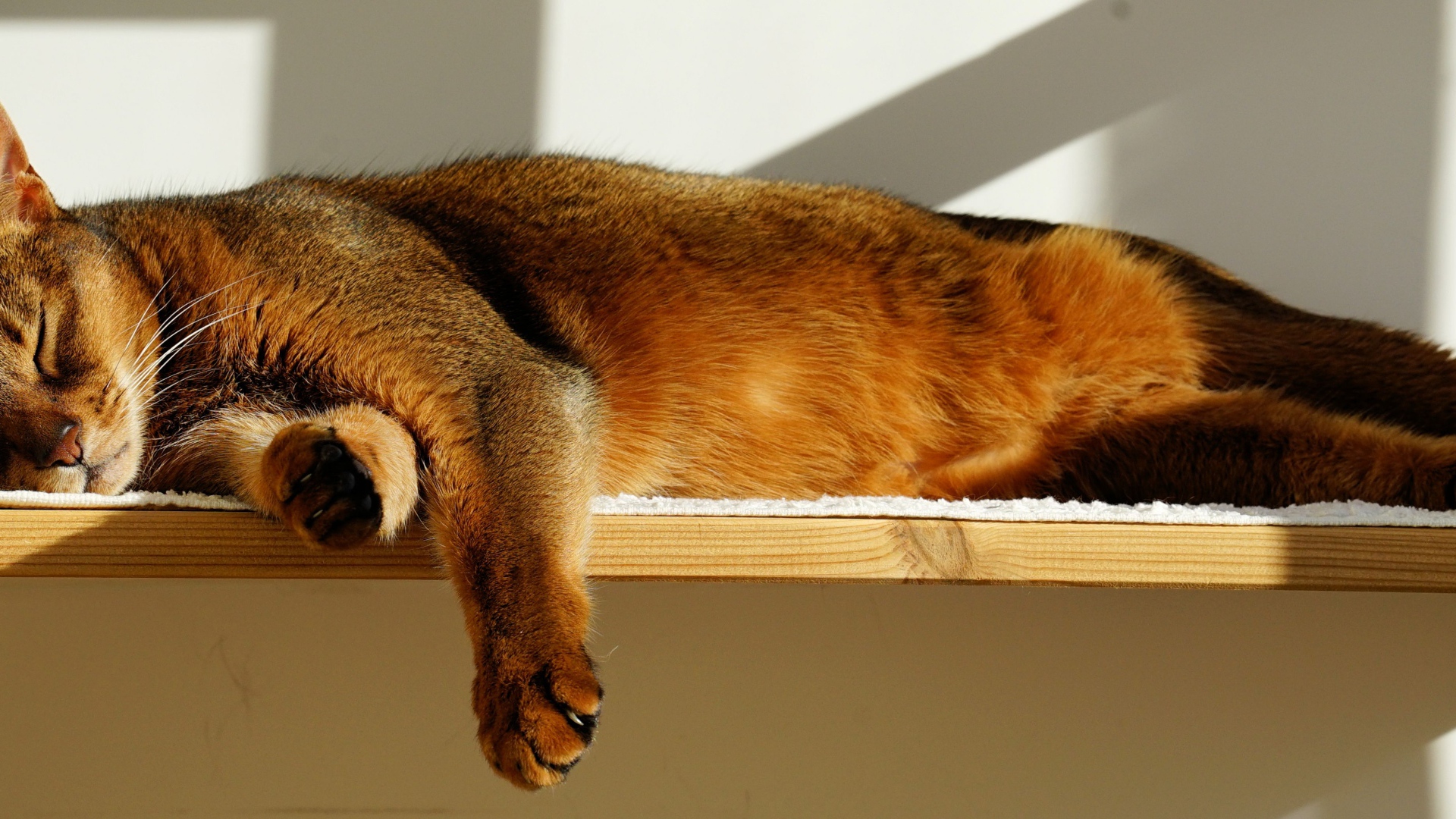 Кошка спит на полке 