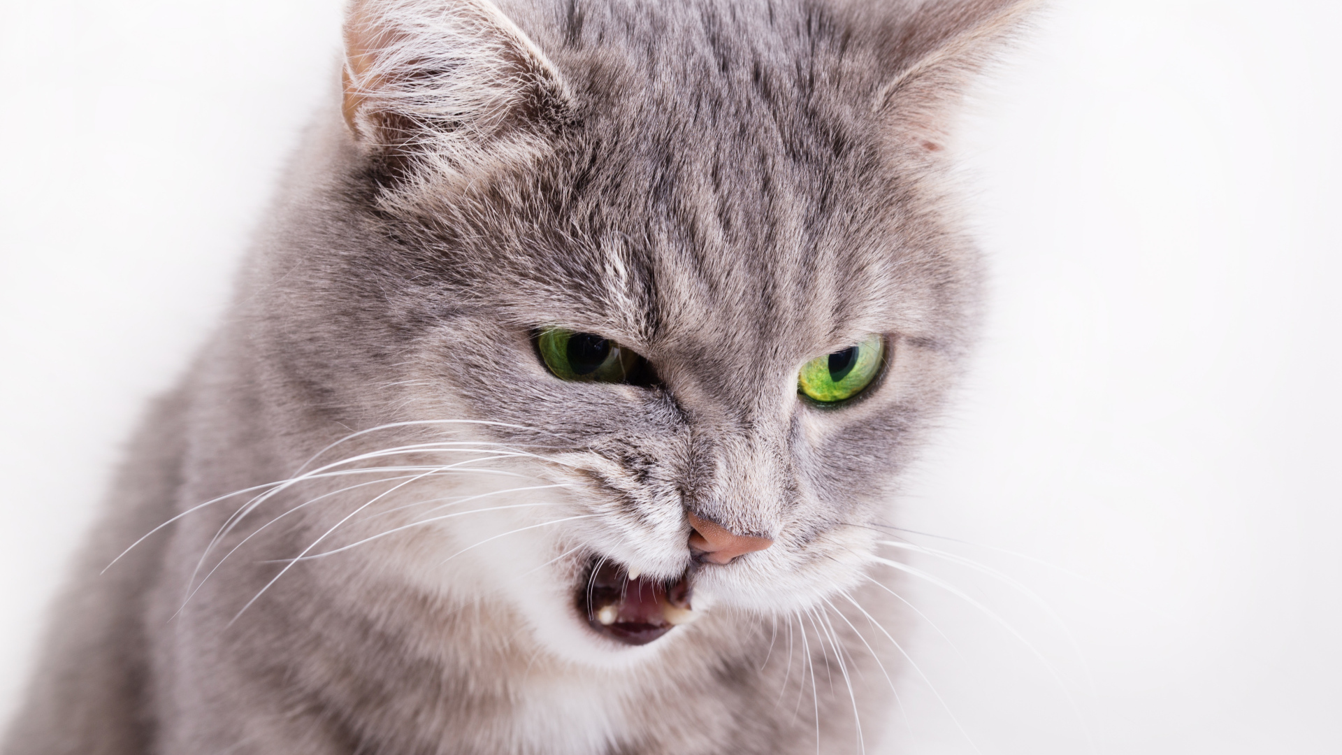 Хмурый взгляд серой кошки на белом фоне