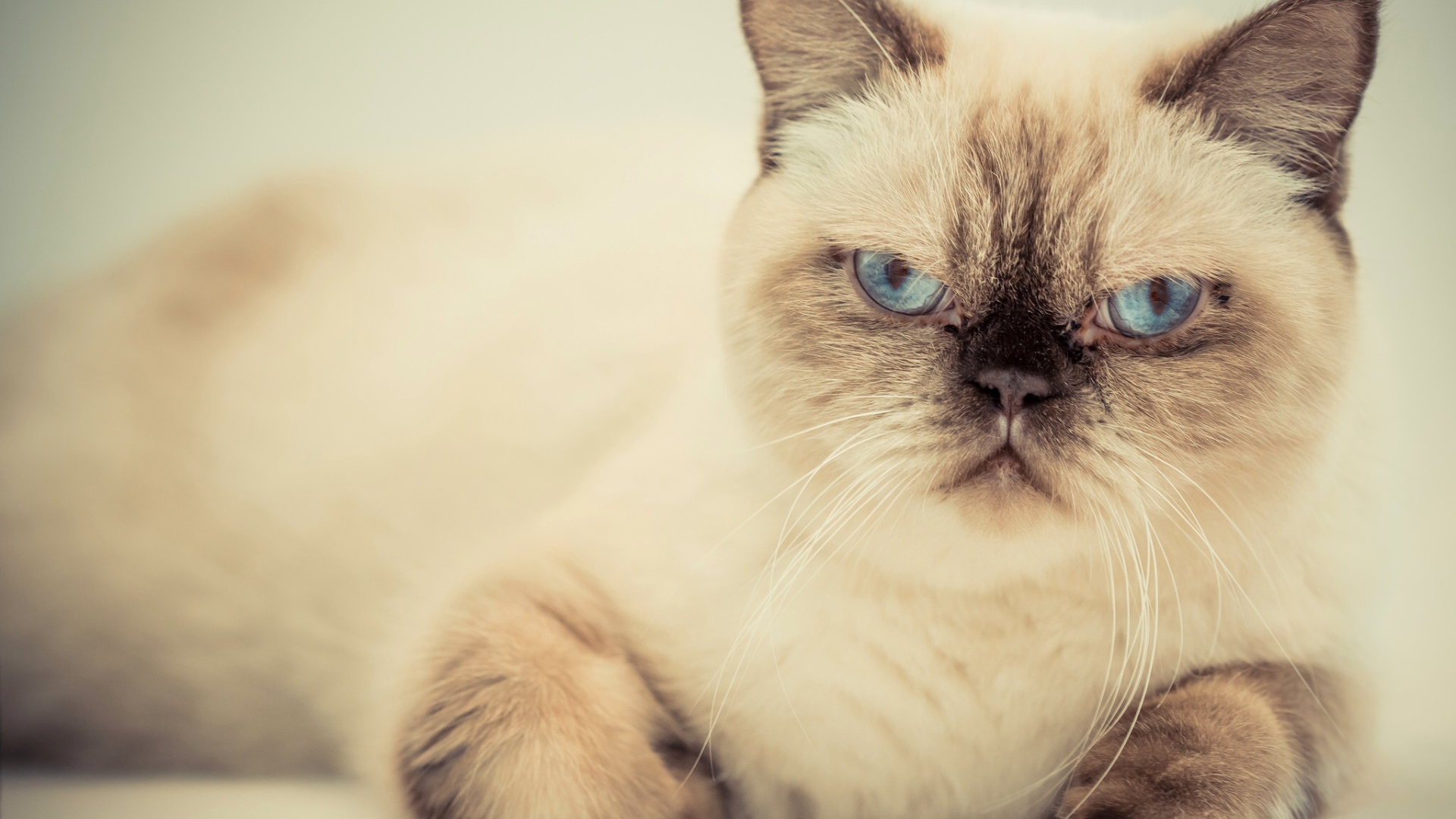 Хмурый красивый голубоглазый кот