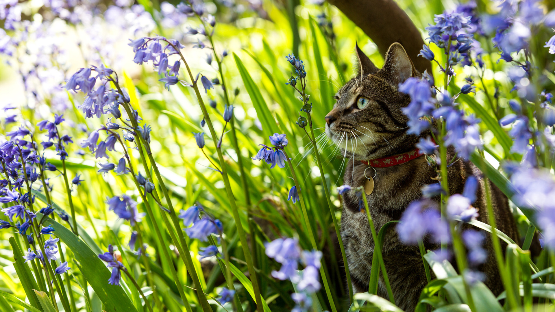 Серый кот в ошейнике сидит в голубых цветах