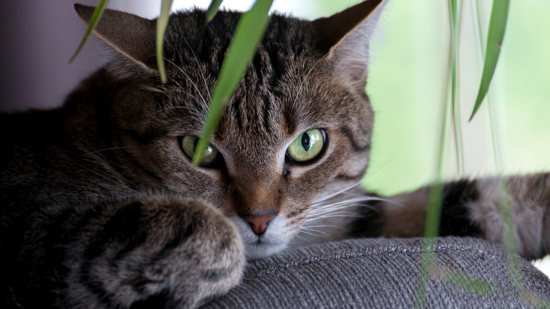 Зеленоглазый серый кот лежит на диване