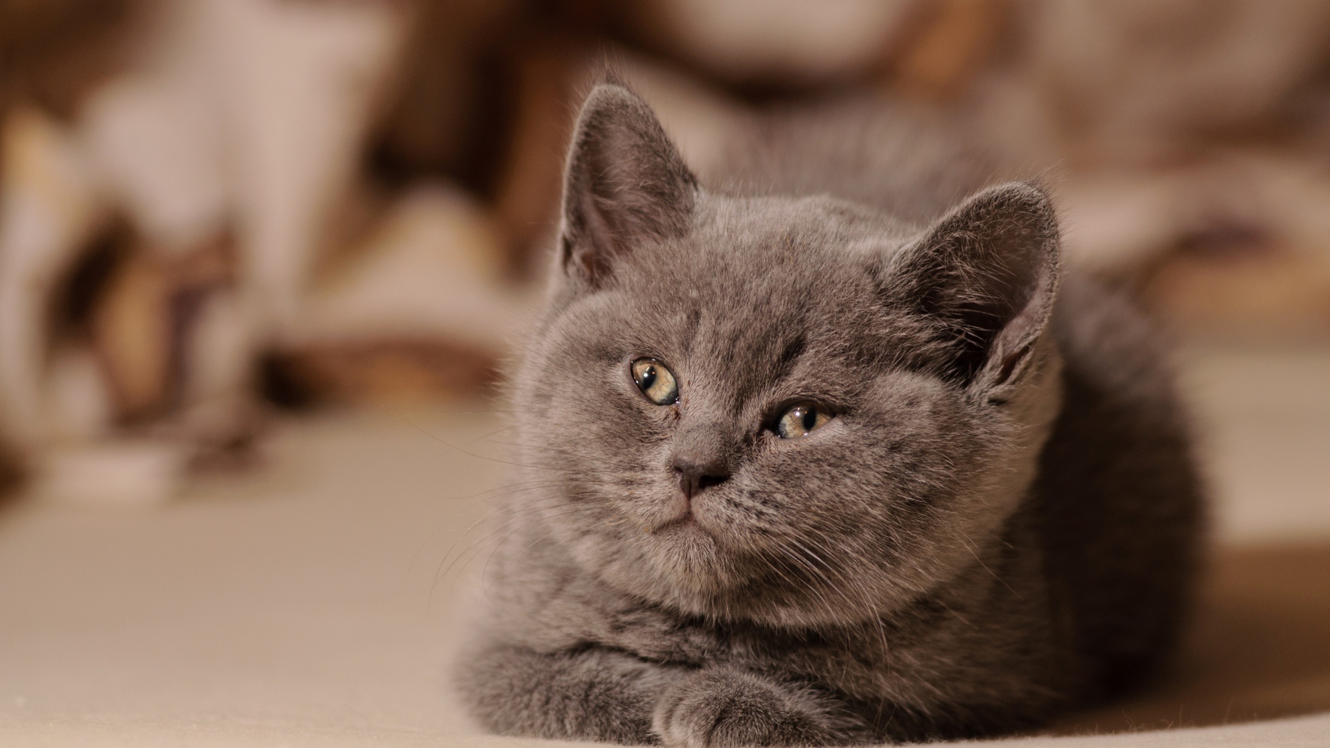 Маленький милый котенок британец