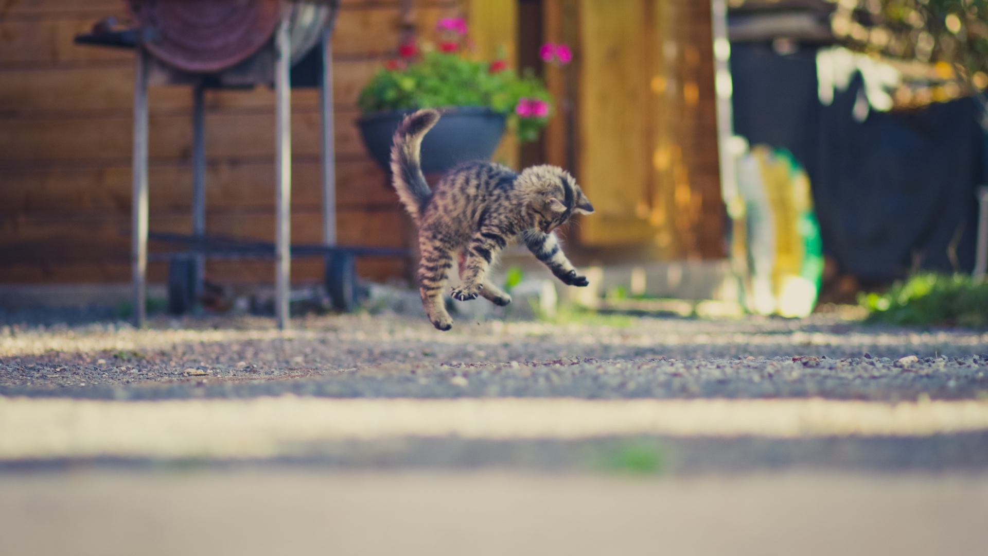 Маленький серый котенок прыгает на асфальте