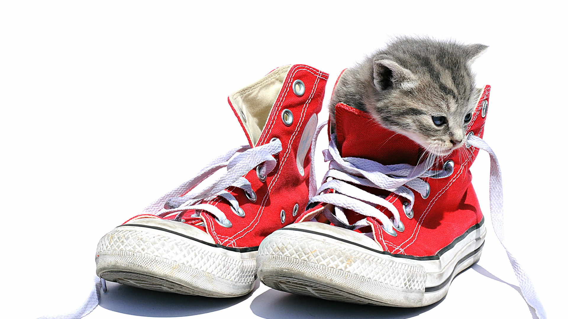 Маленький котенок сидит в кедах на белом фоне