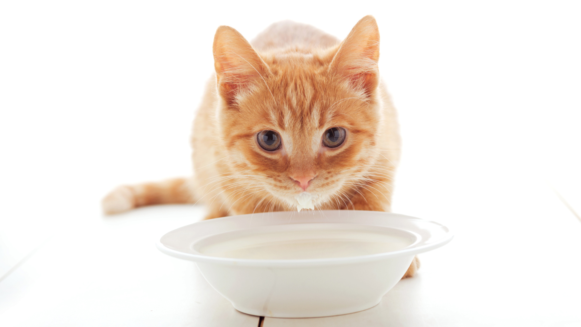 Маленький рыжий котенок с миской молока 