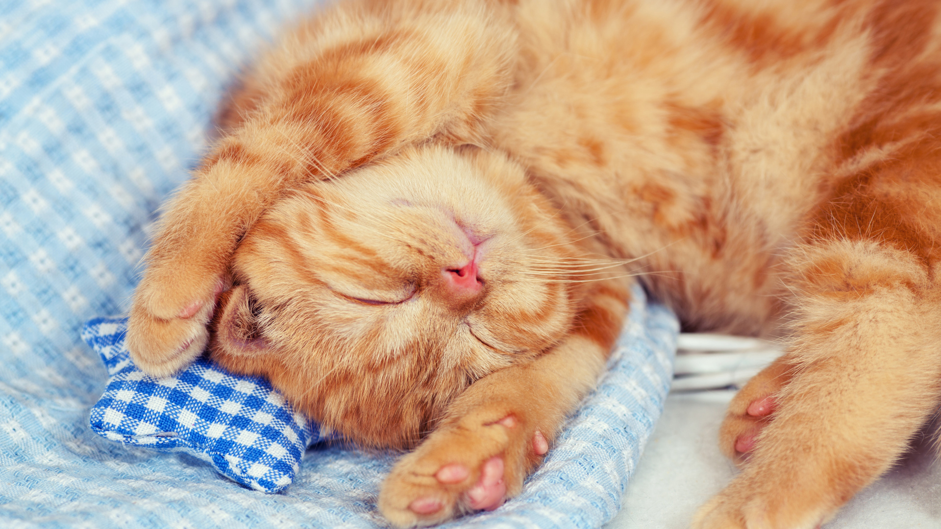 Маленький спящий рыжий котенок 