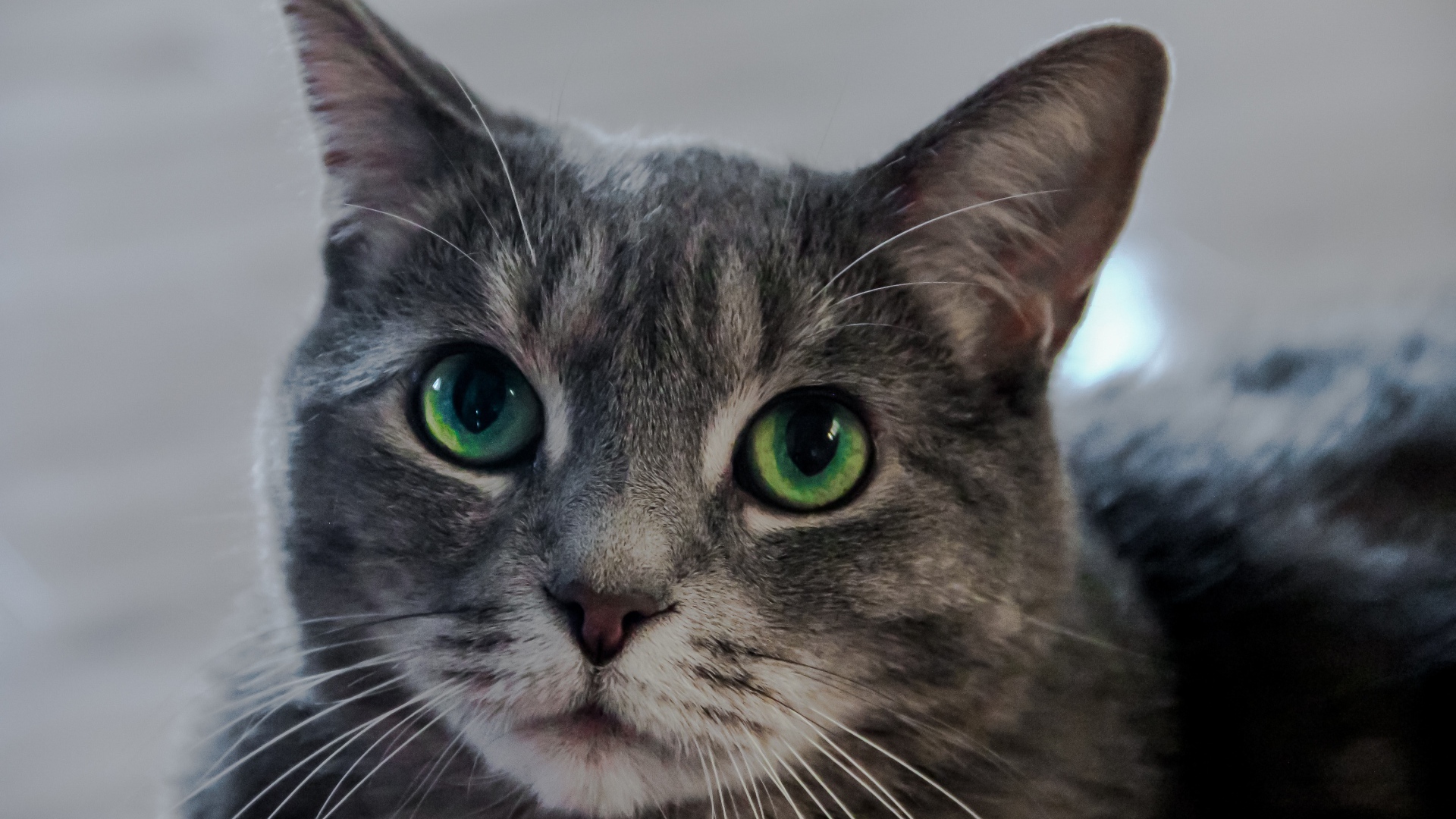 Морда серого кота с большими зелеными глазами 