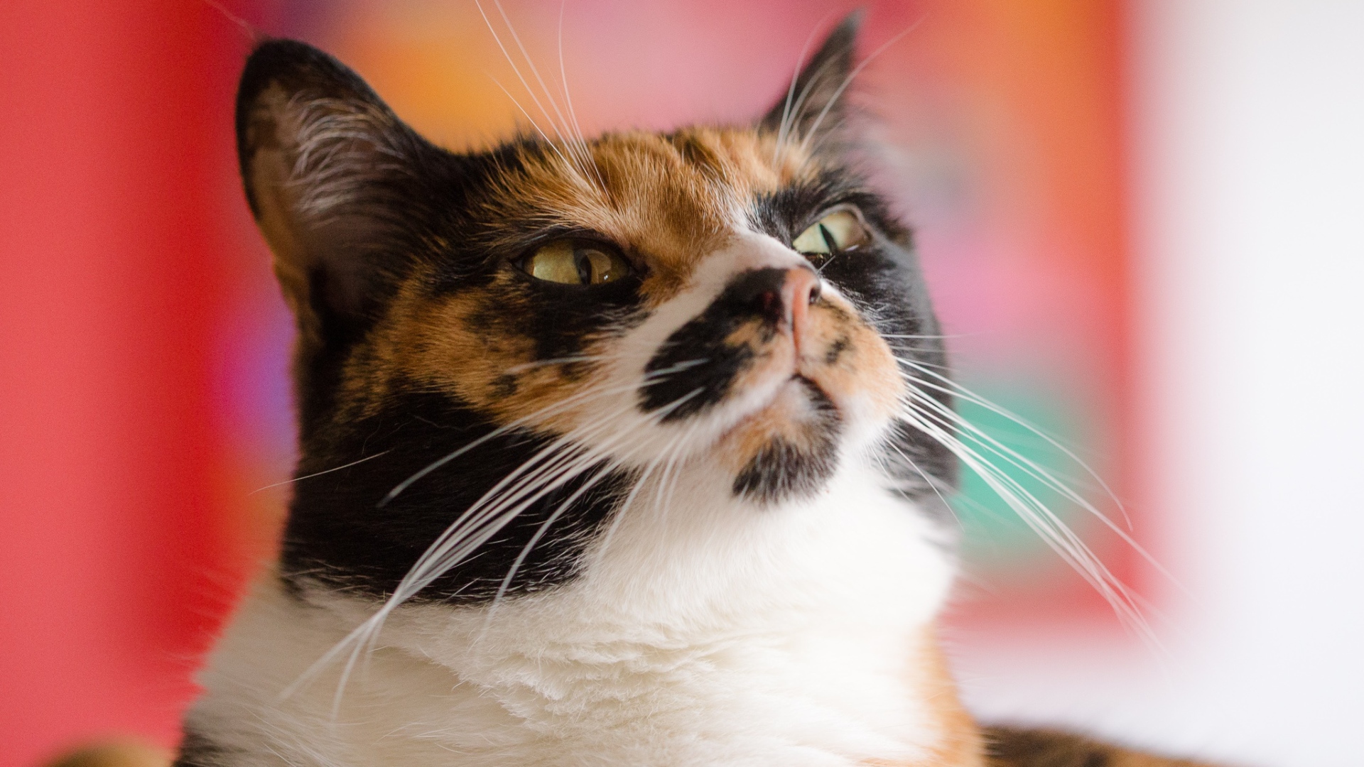 Морда кошки черепахового окраса