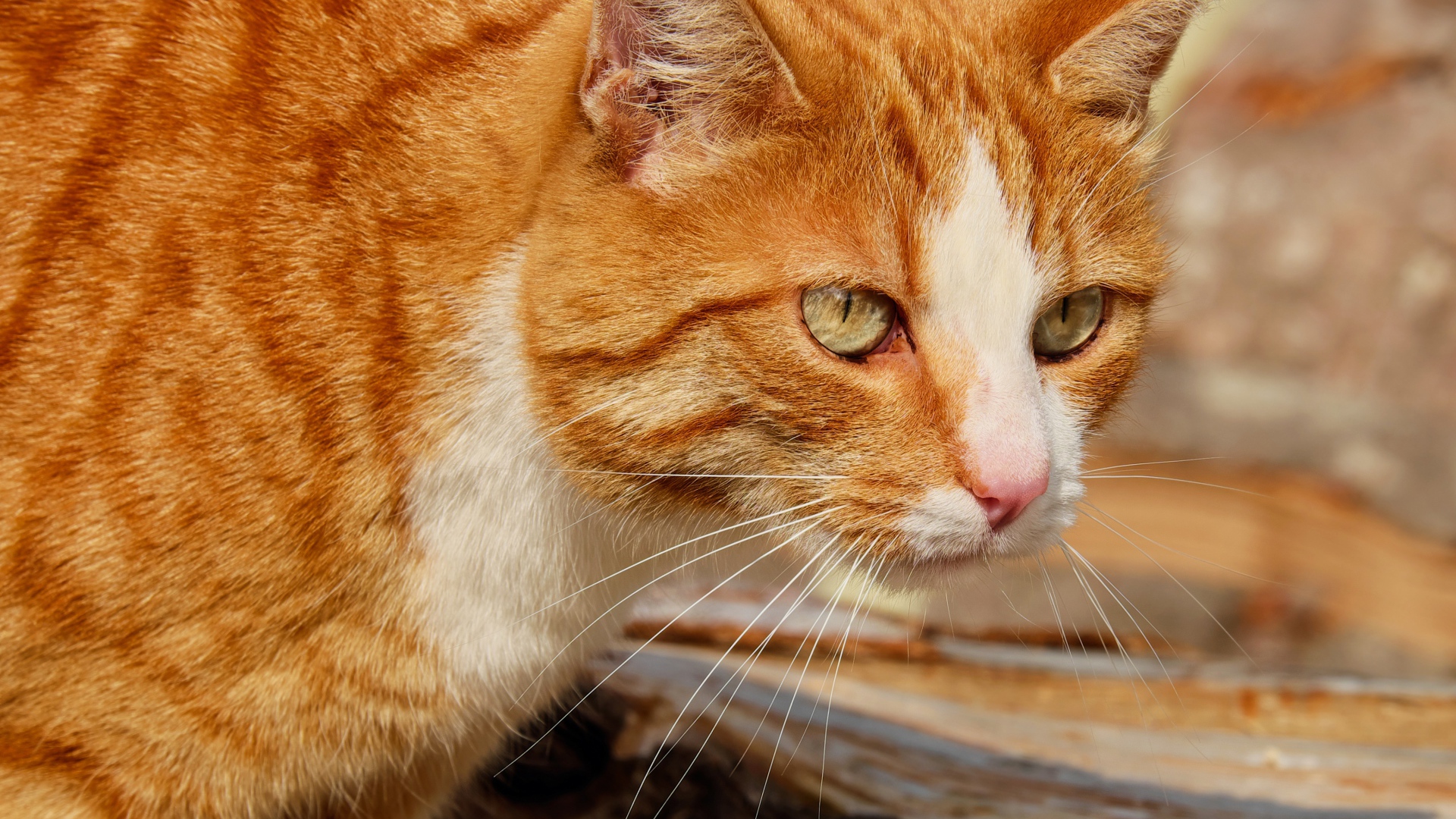 Красная макрель табби кошка