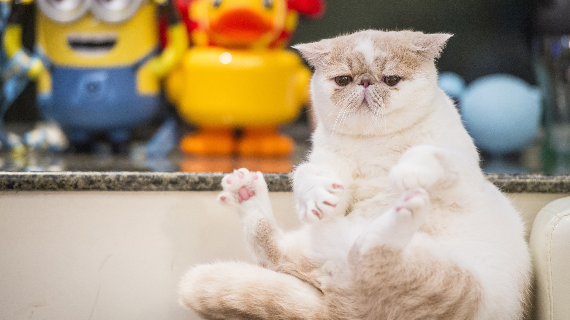 Грустный кот породы экзотическая короткошёрстная кошка