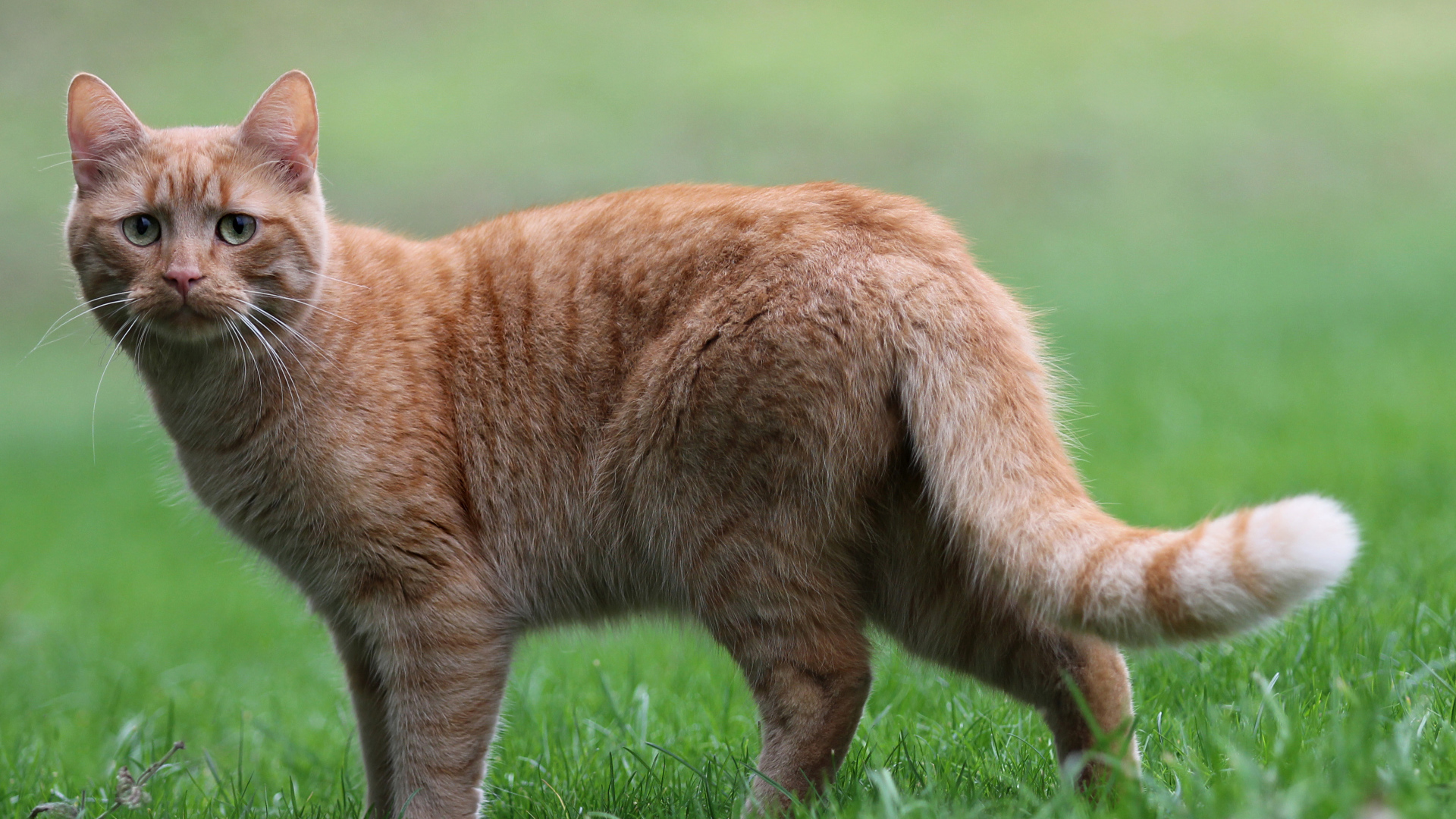 Грустный рыжий кот стоит на зеленой траве