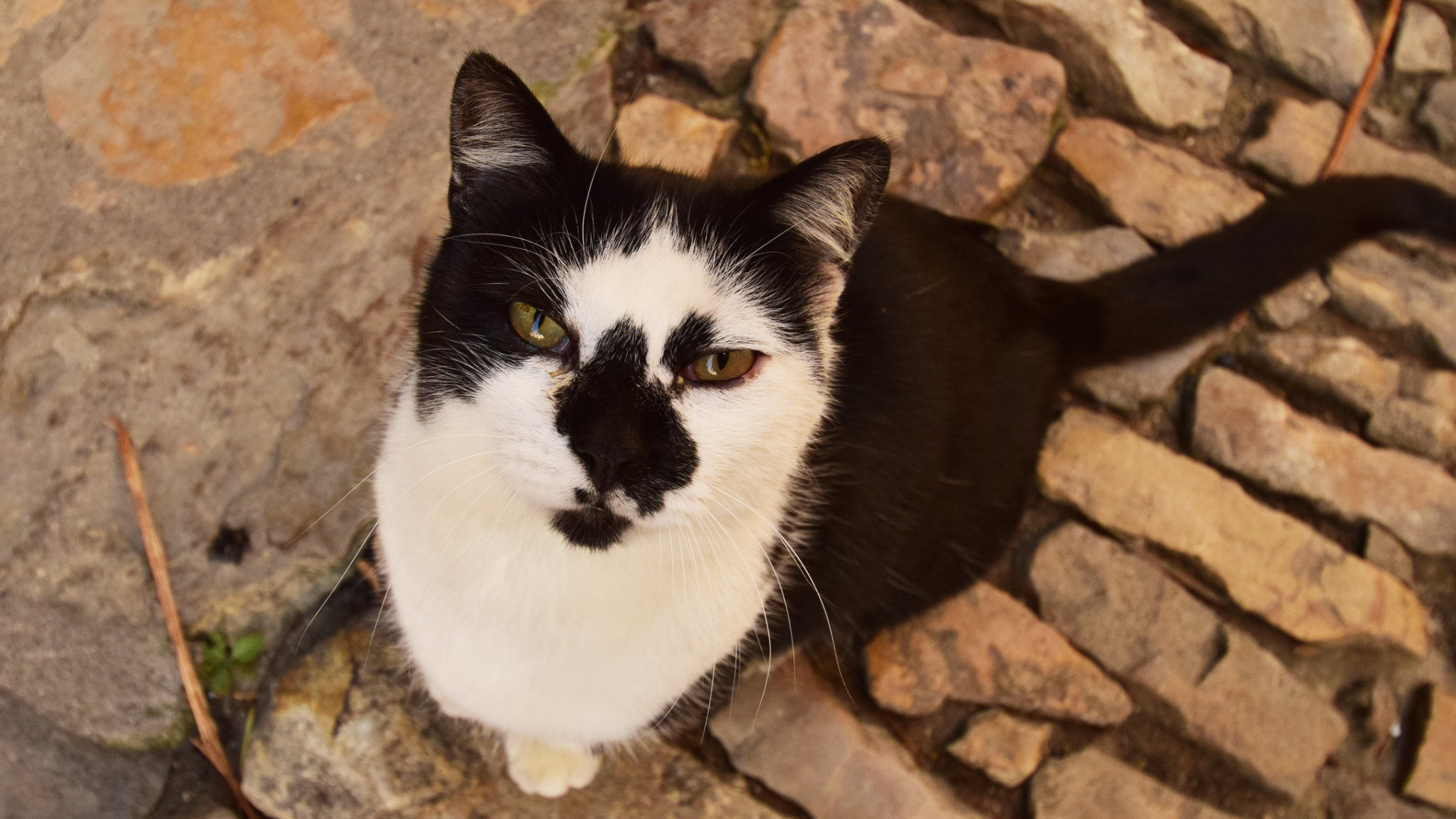 Серьезный взгляд черно белого кота