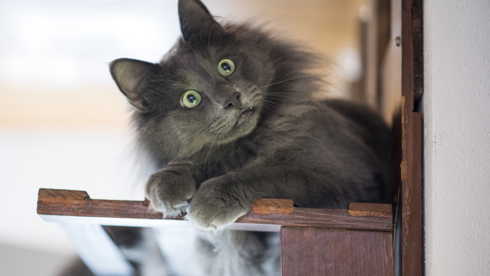 Удивленный взгляд зеленоглазого серого кота