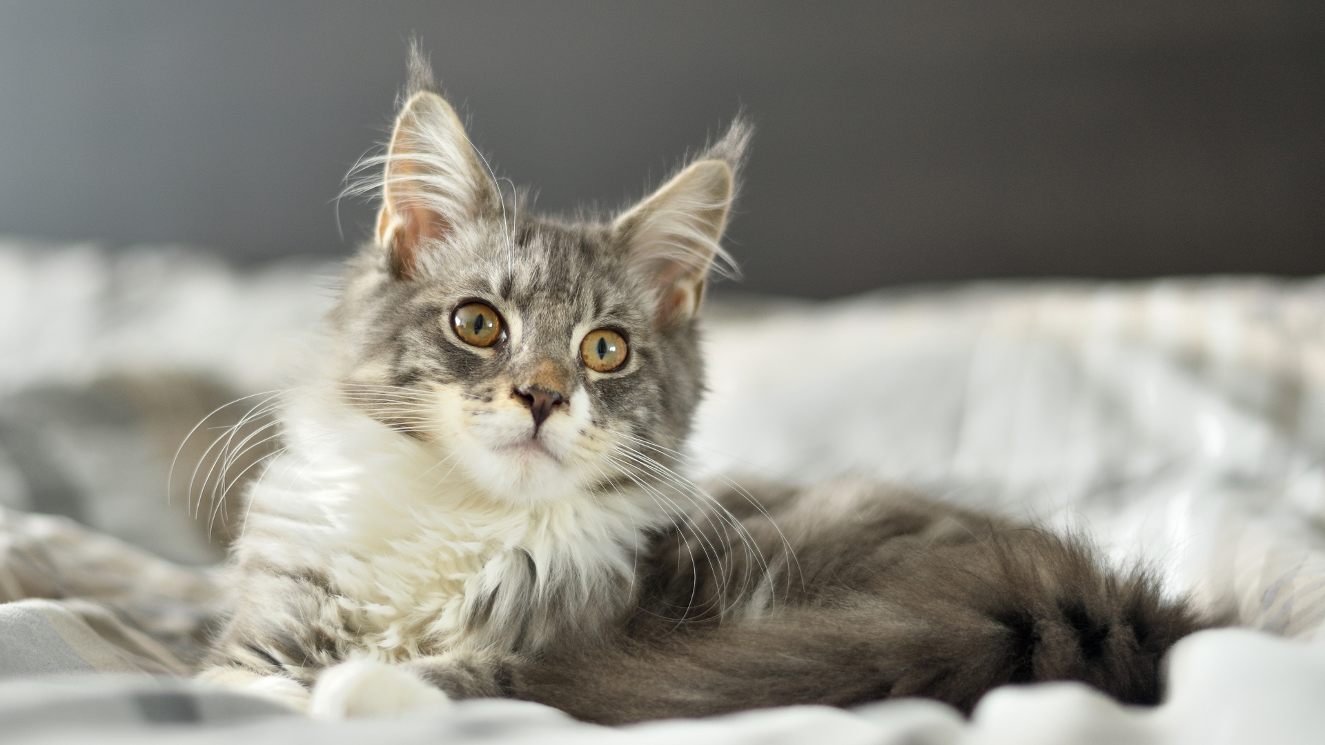 Кот породы мейн кун лежит на кровати