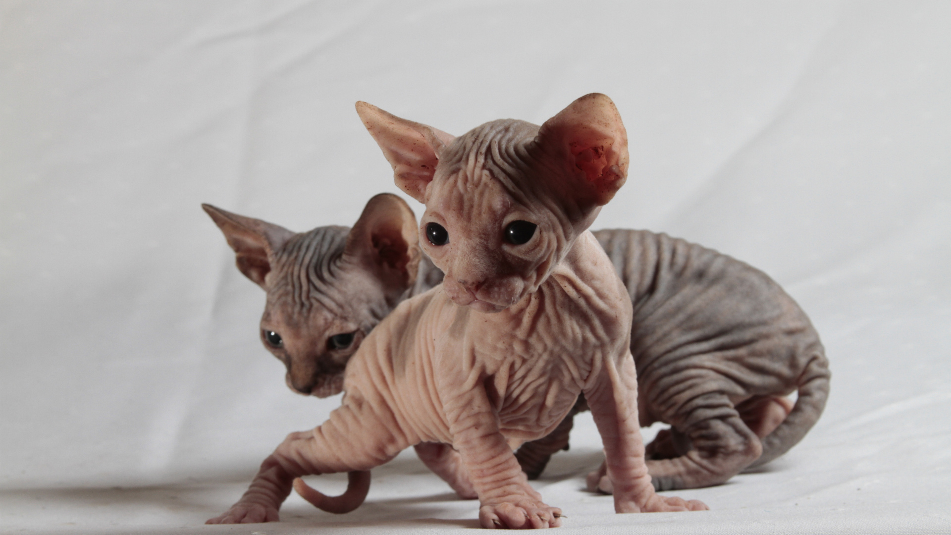 Два милых котенка породы сфинкс на сером фоне