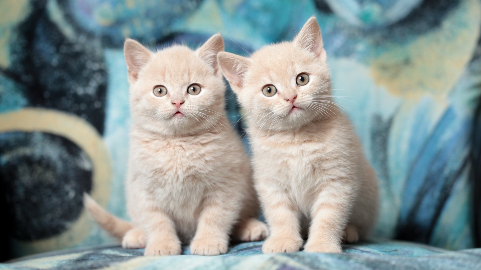 Два милых маленьких рыжих котенка 