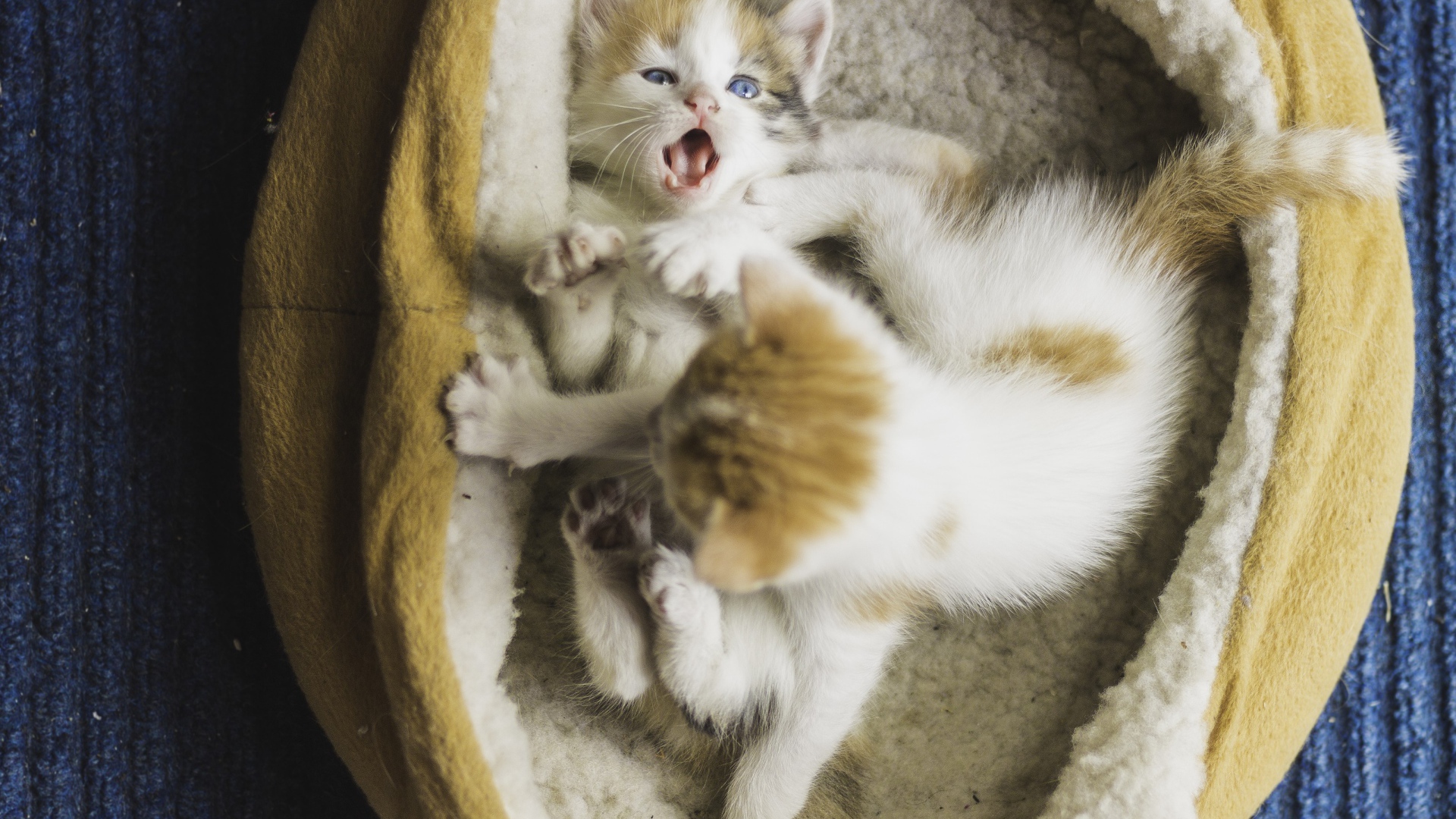 Два маленьких забавных котенка 