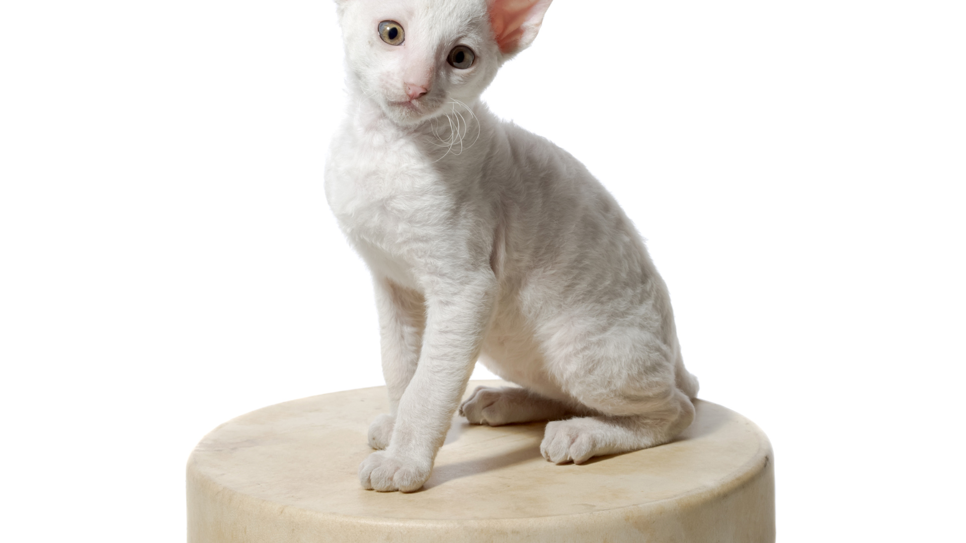 Белый котенок пород Корниш Рекс сидит на круглой подушке