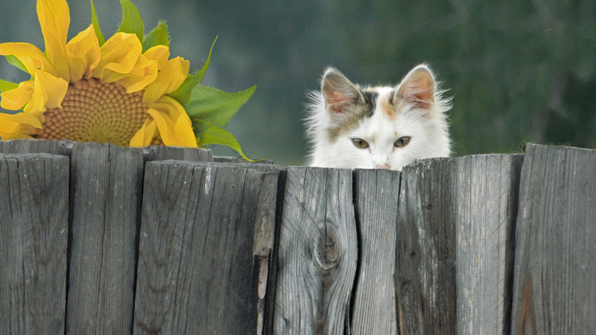 Белый кот выглядывает из-за забора