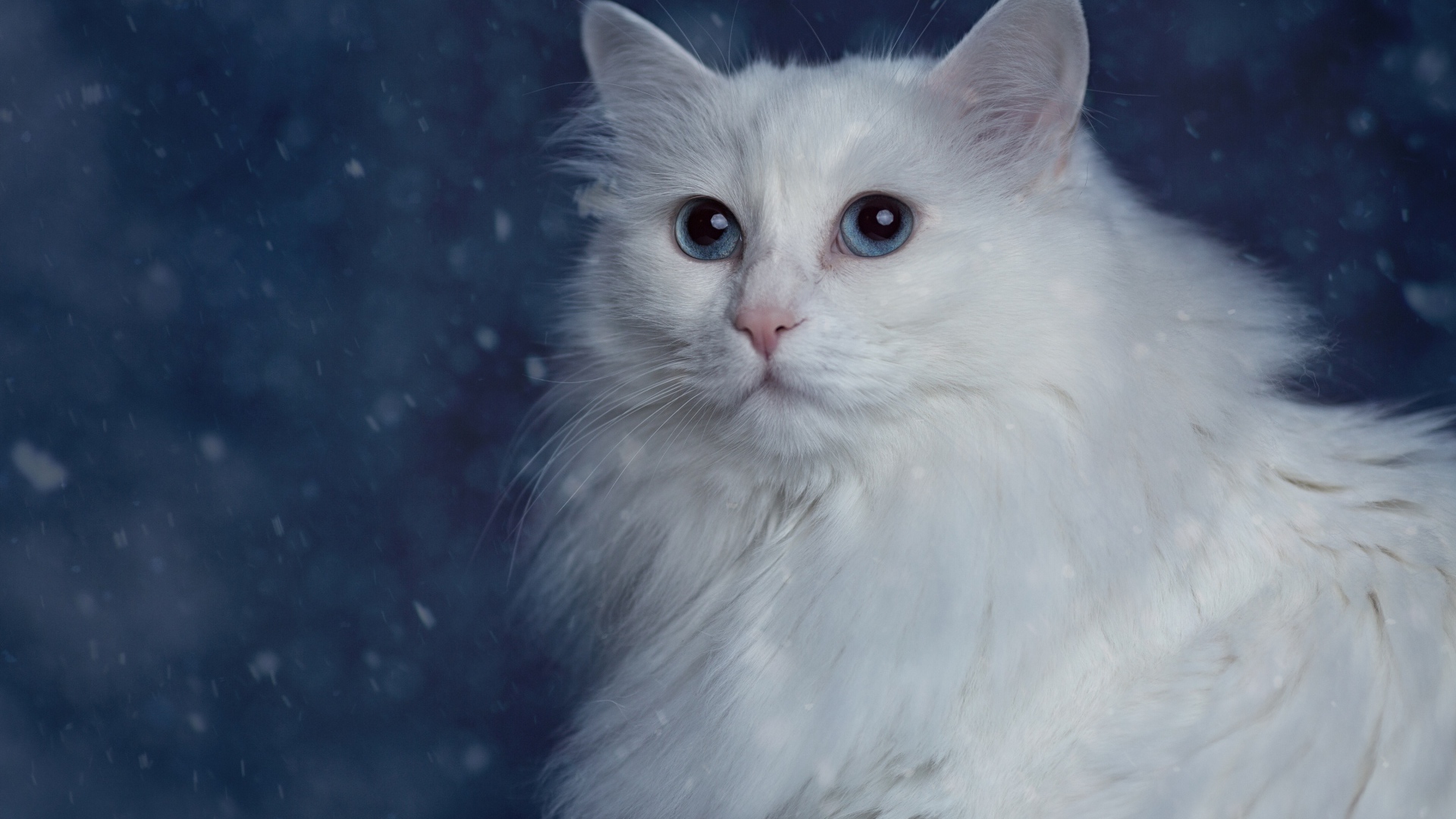 Белый пушистый красивый кот с голубыми глазами