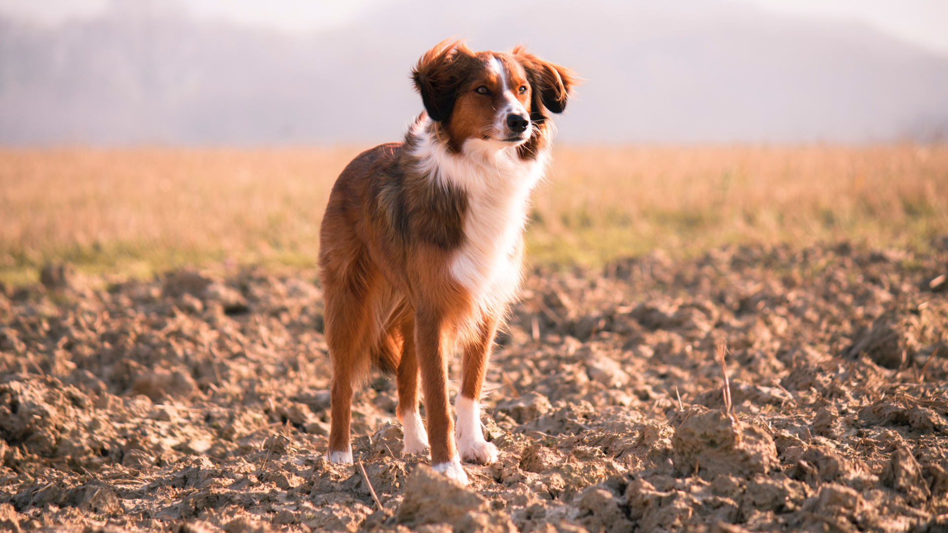 Красивая собака с умной мордой стоит на земле