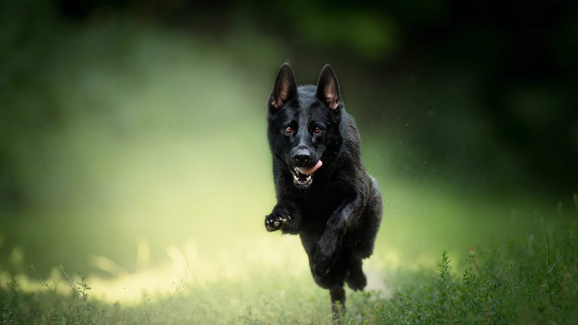 Черная овчарка бежит по траве с высунутым язык