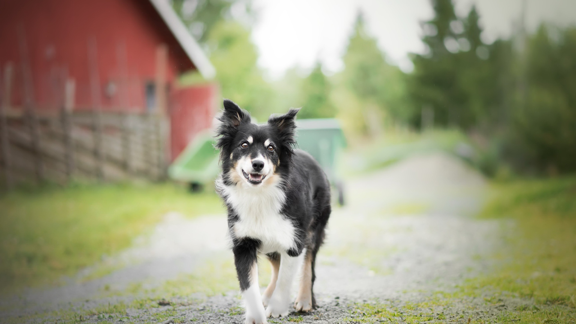 Собака породы бордер колли стоит на дороге