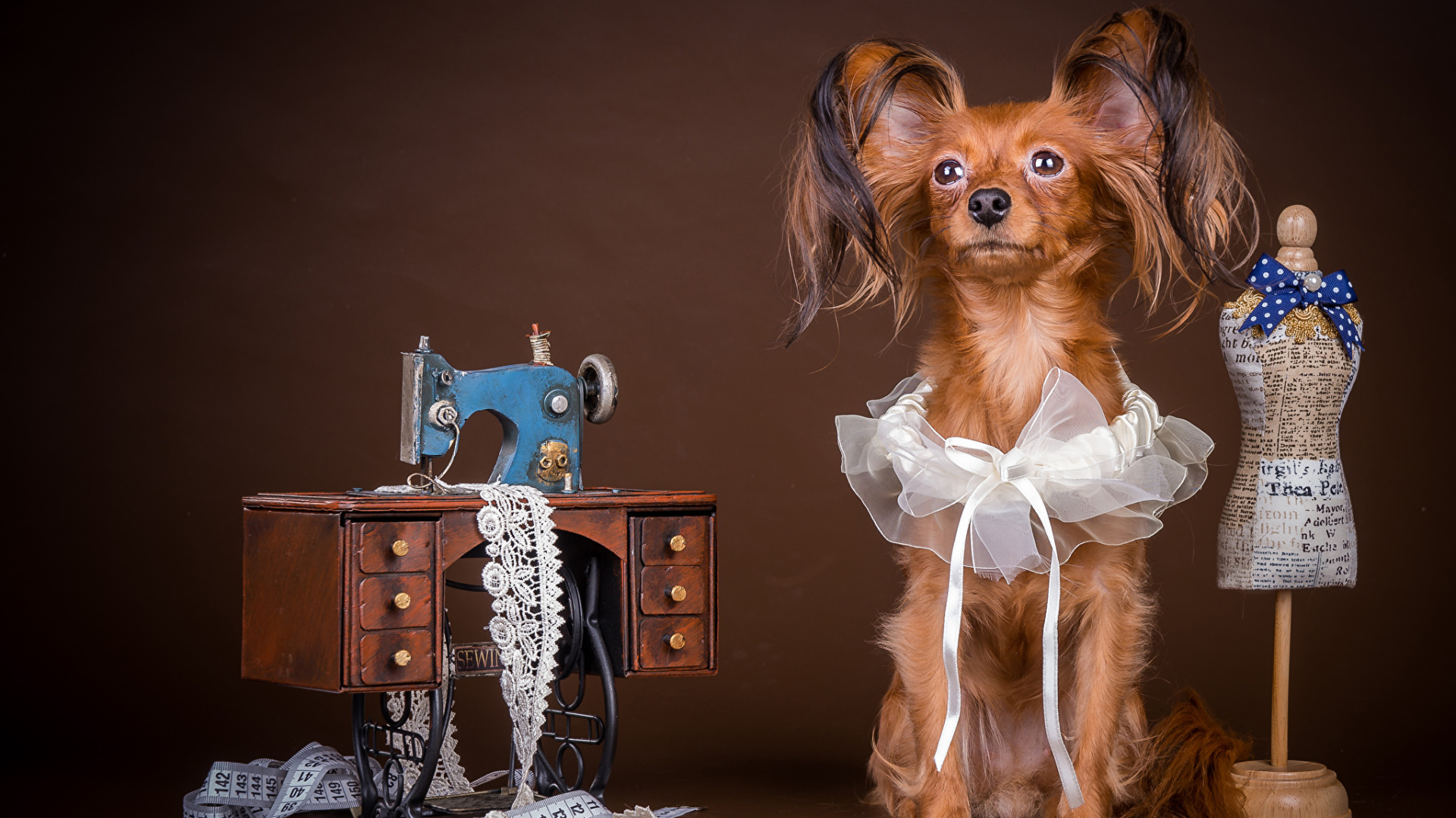 Собака породы русский той терьер позирует в наряде