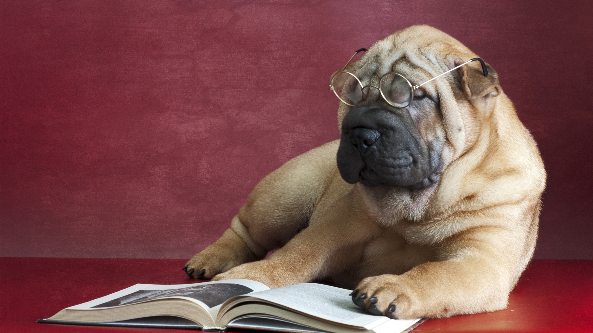 Большой пес породы шарпей в очках читает книгу