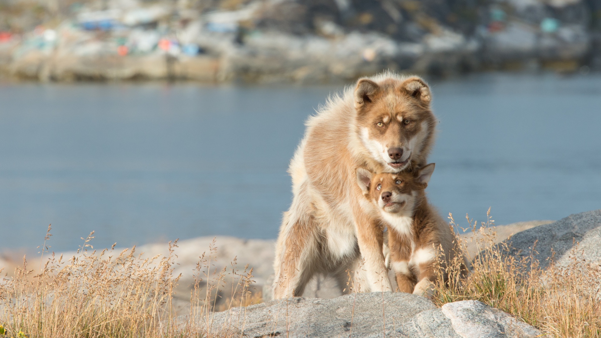 Большая собака со щенком сидят на камне