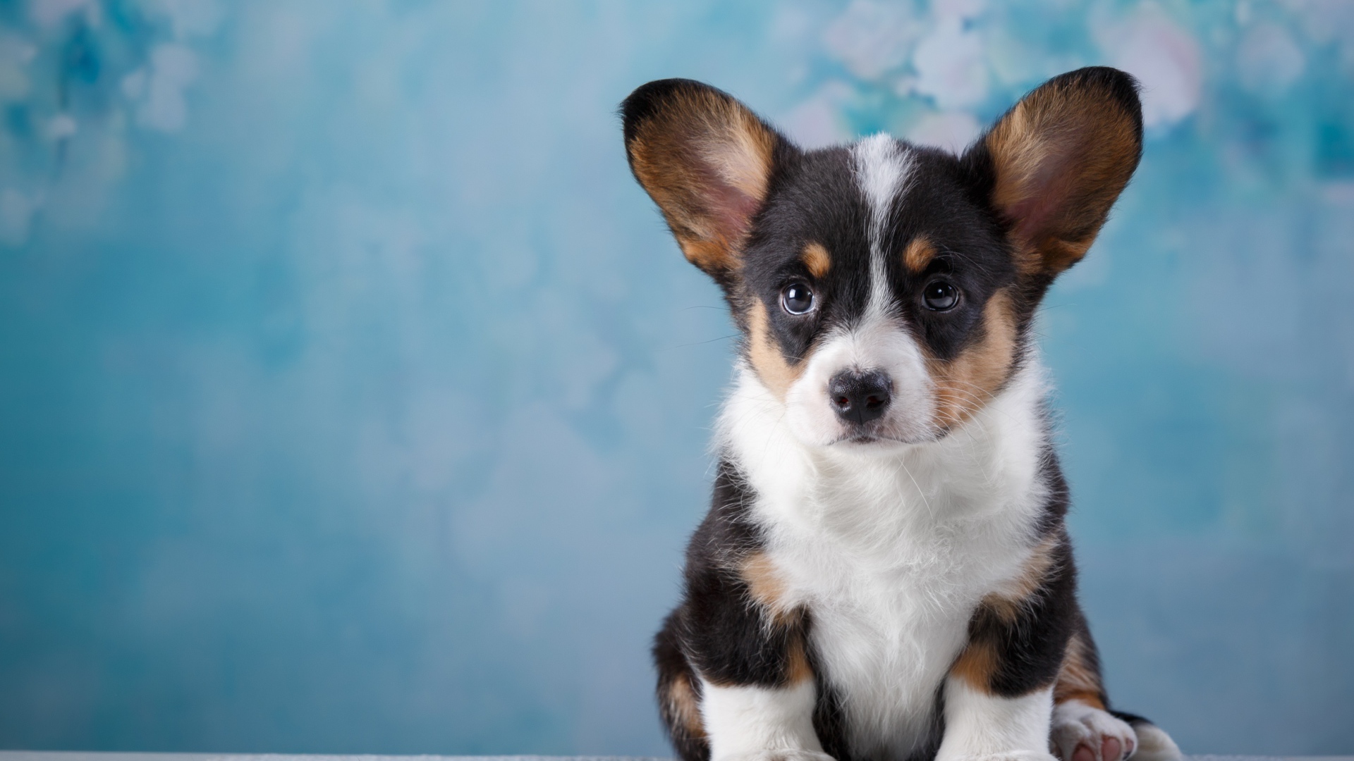Маленький забавный щенок Вельш-корги на голубом фоне
