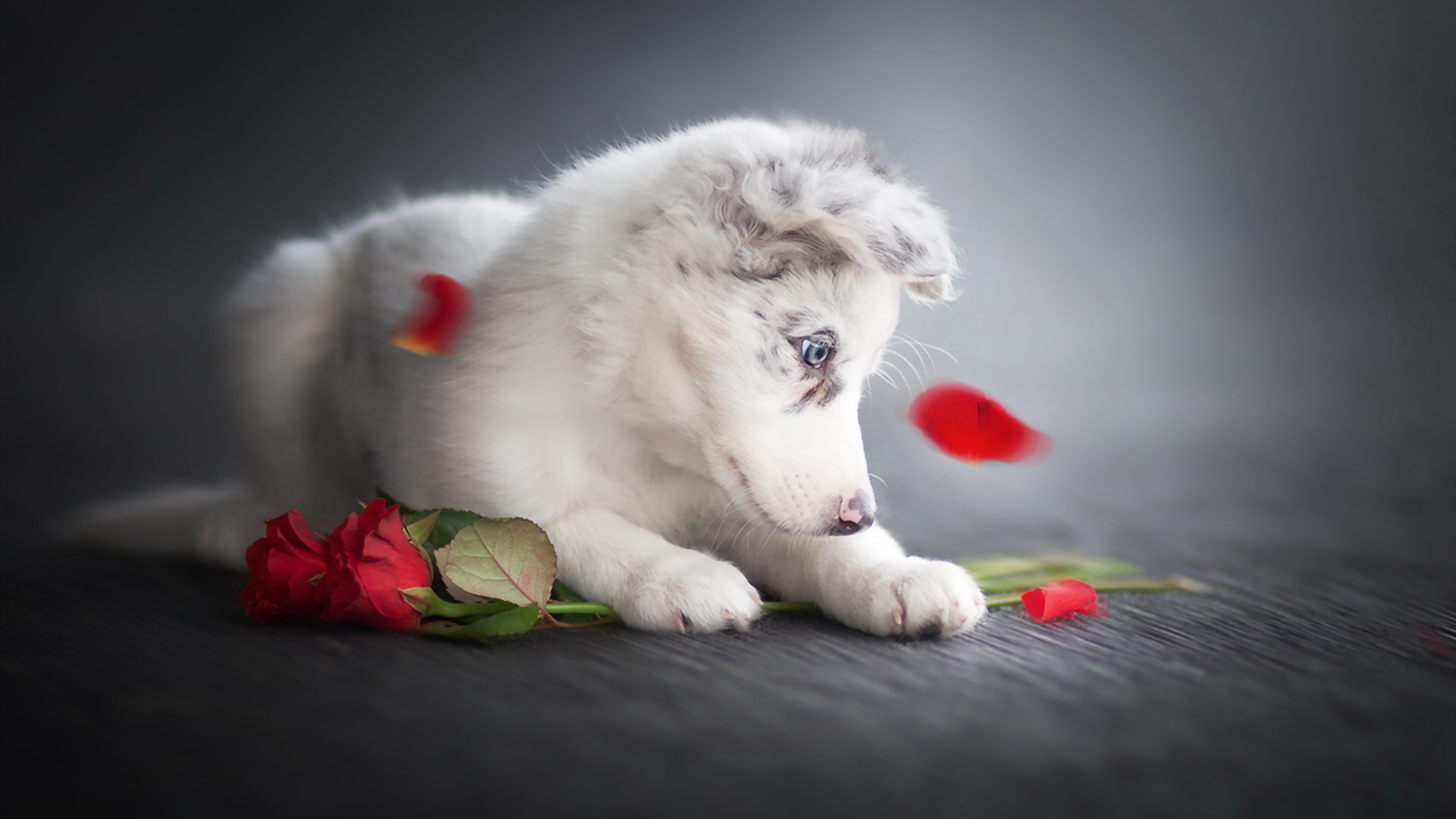 Маленький забавный щенок с красными розами