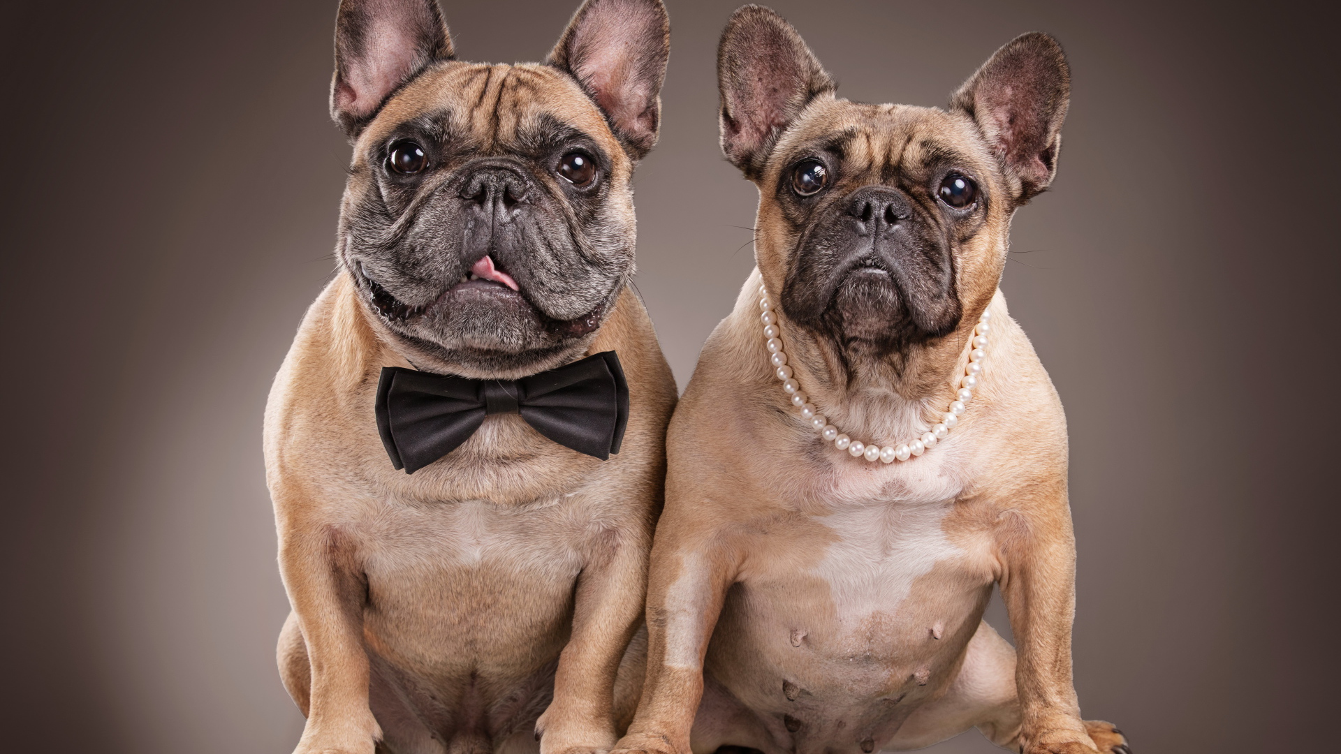 Пара больших бульдогов