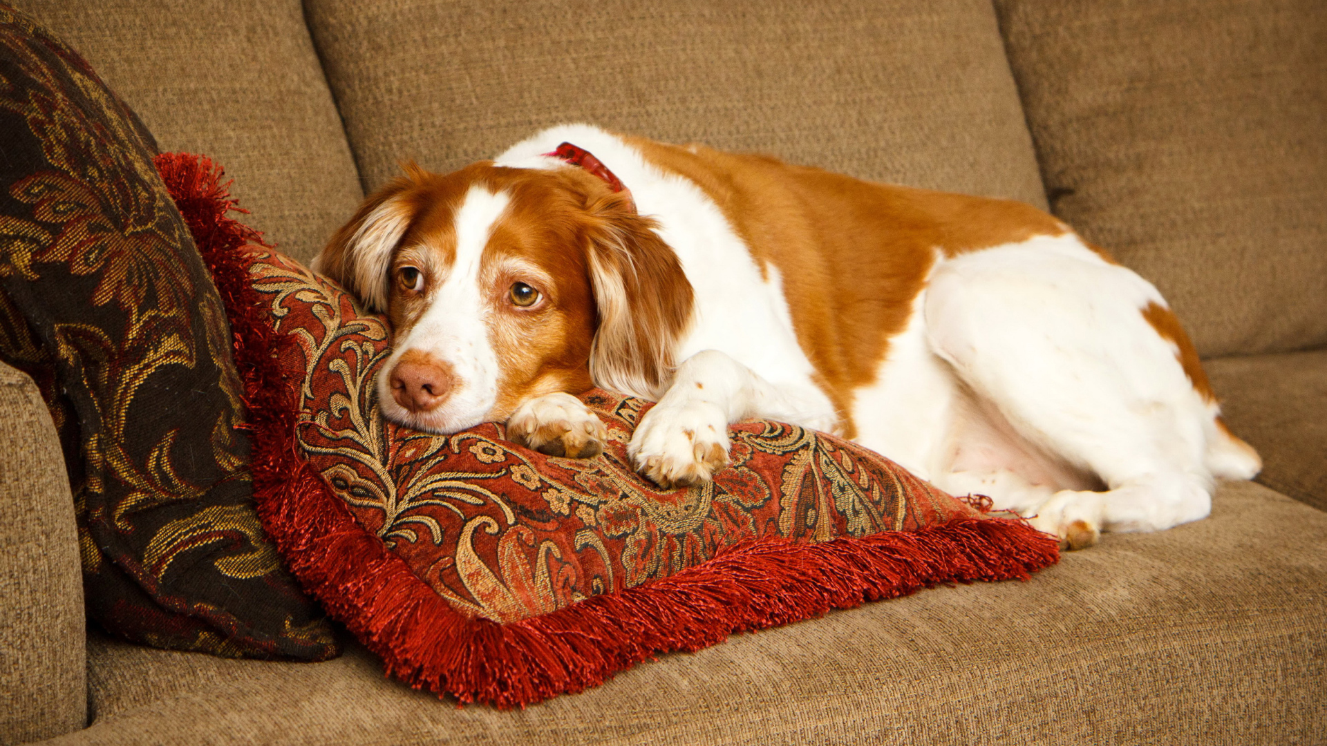 Грустная собака породы спаниель лежит на подушках 