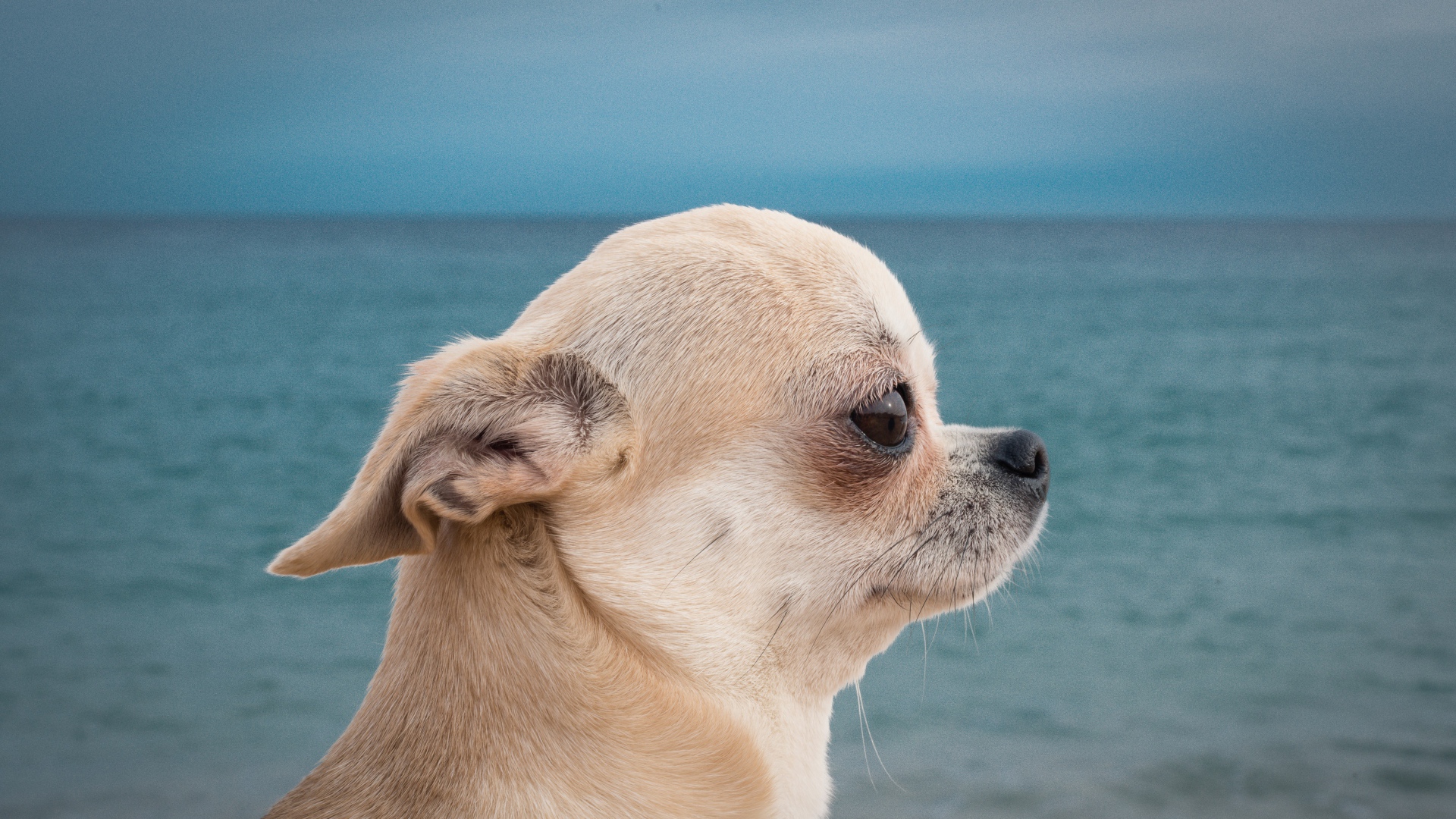 Грустный взгляд чихуахуа на фоне моря