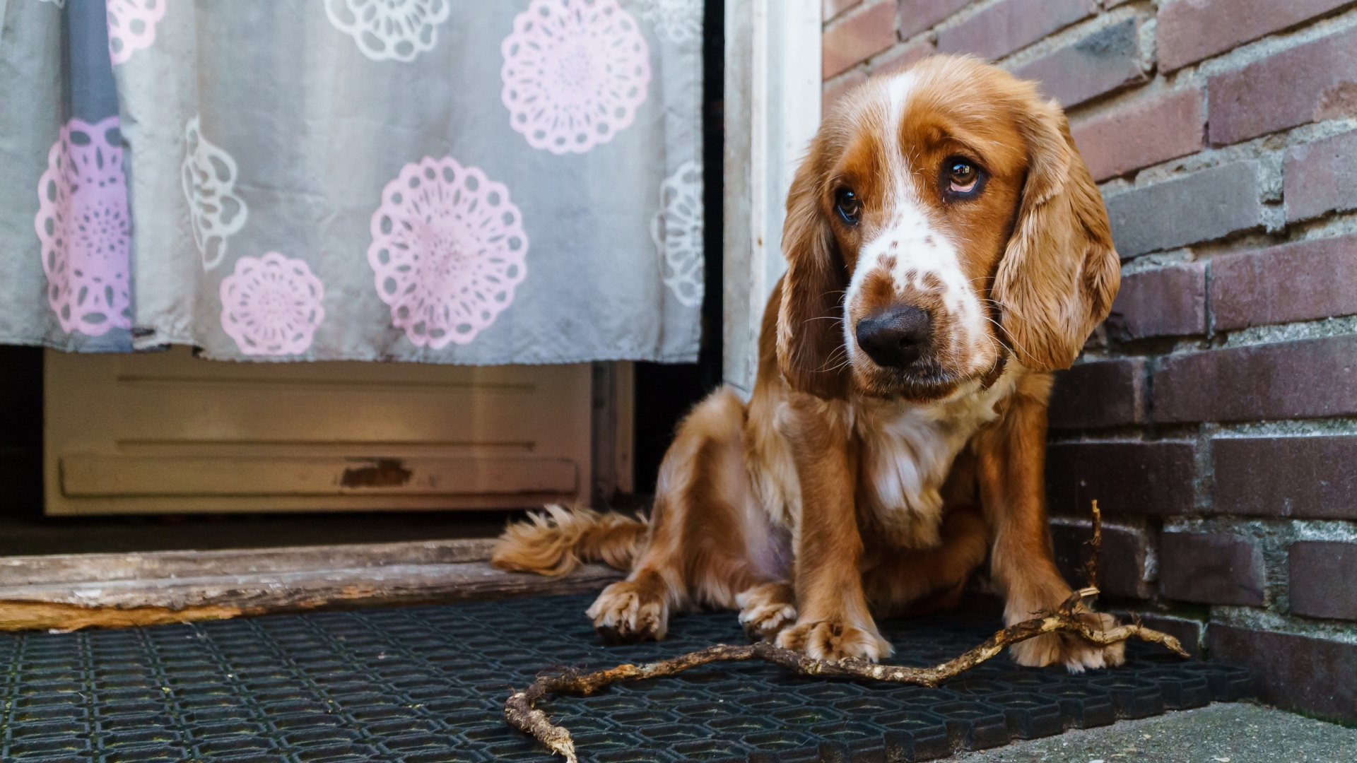 Грустный спаниель сидит у стены