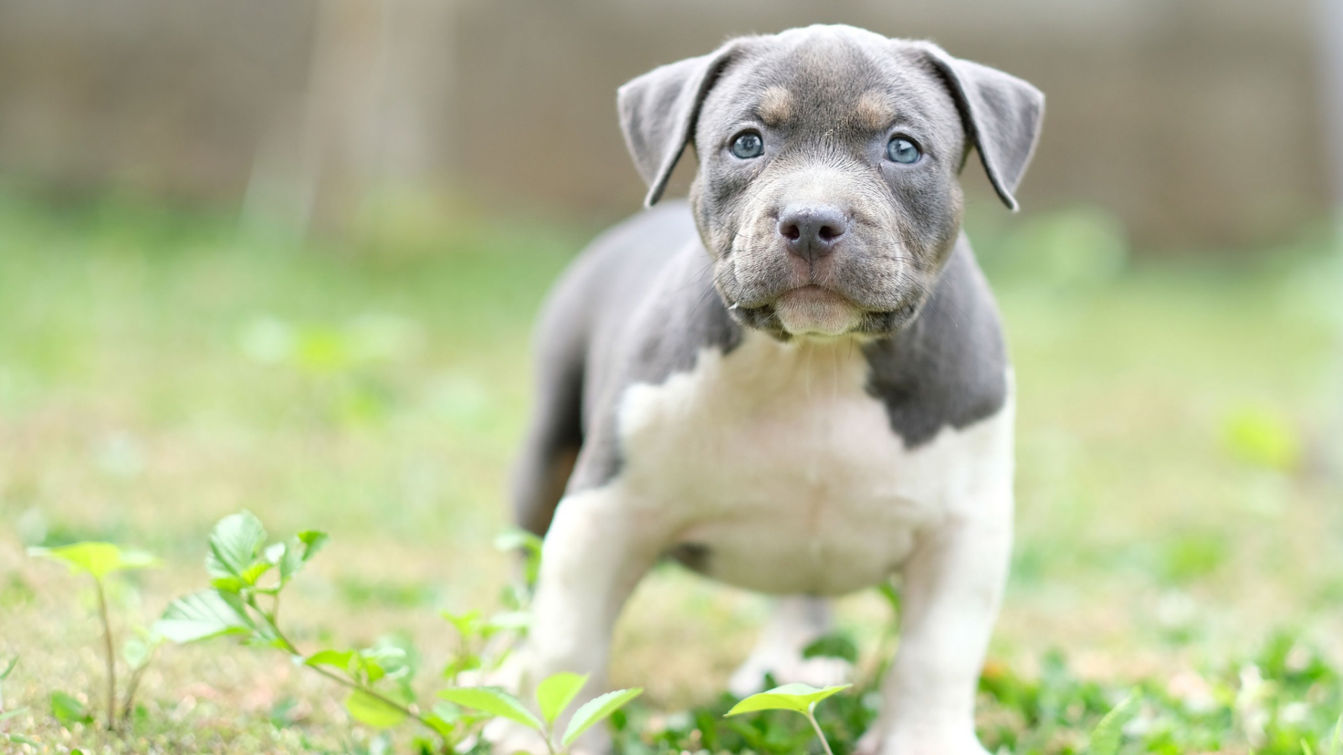 Маленький голубоглазый щенок английского стаффордширского  бультерьера