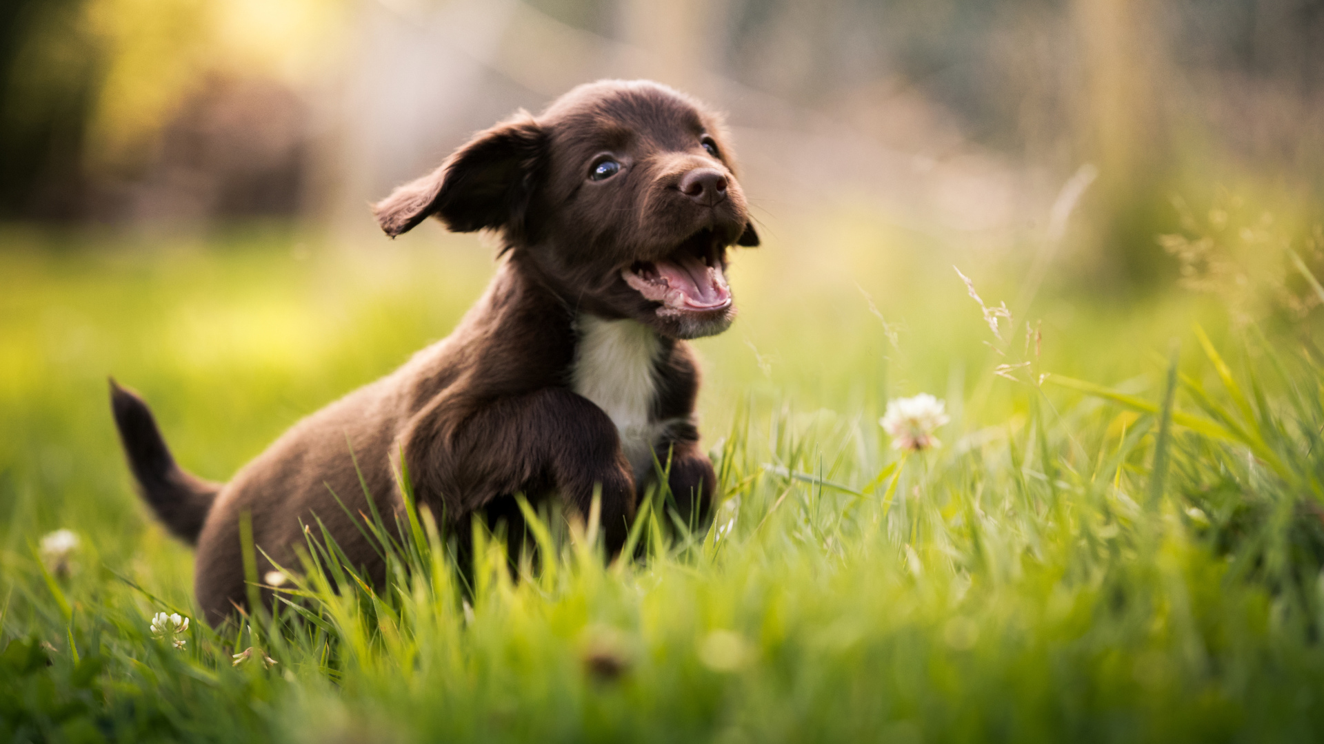 Маленький веселый щенок спаниеля бежит по зеленой траве
