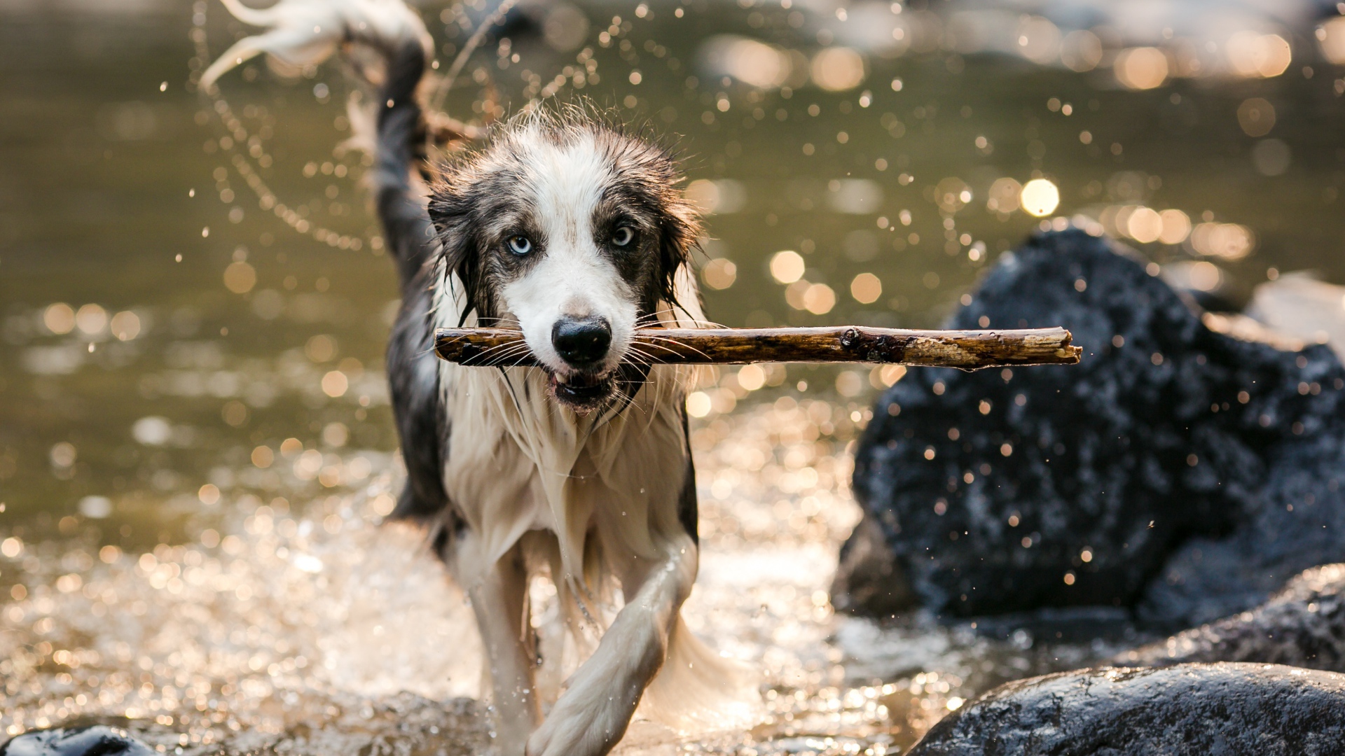 Мокрая собака бежит с палкой в зубах по воде