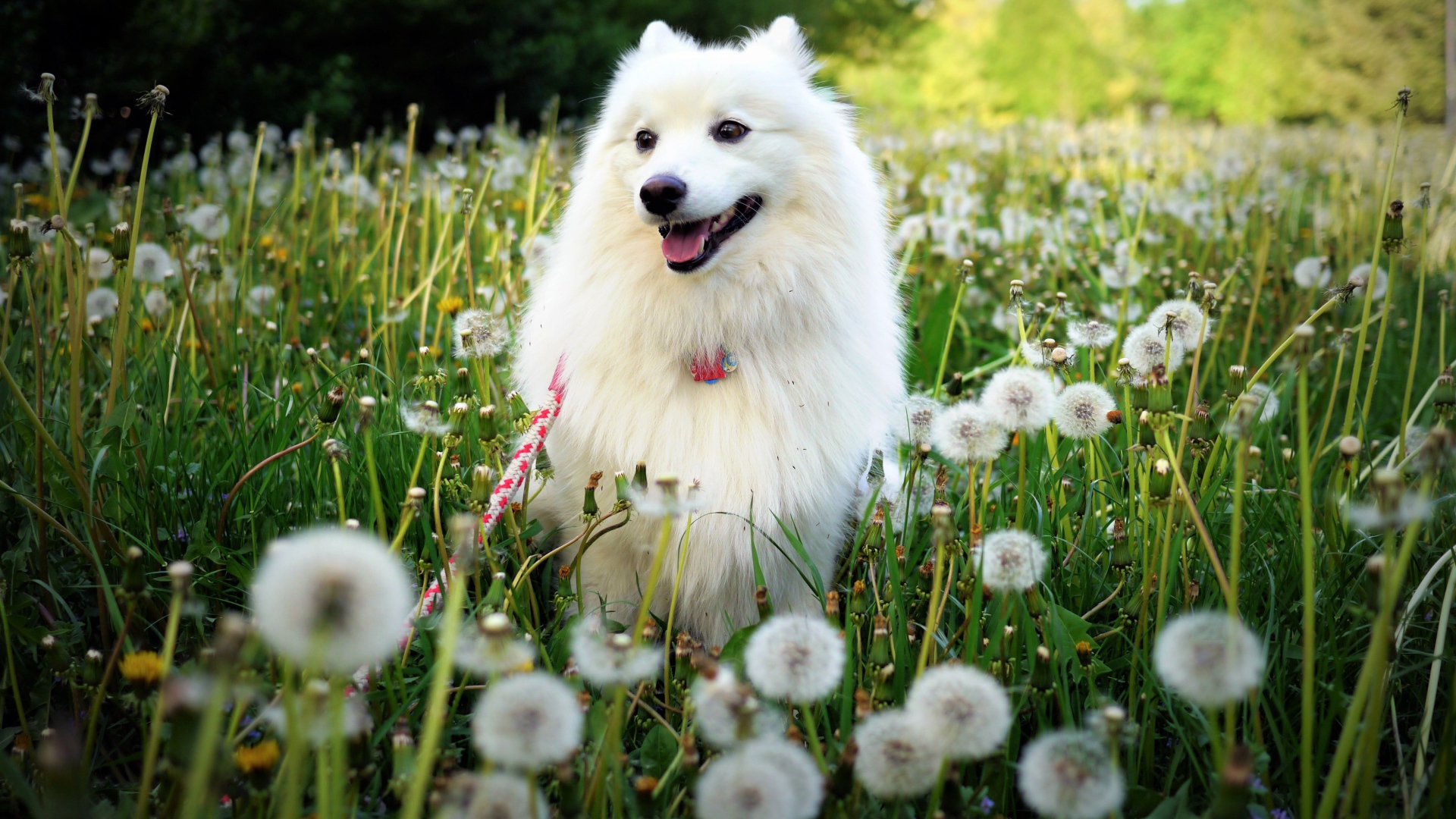 Белый шпиц с высунутым языком сидит на поляне с белыми одуванчиками