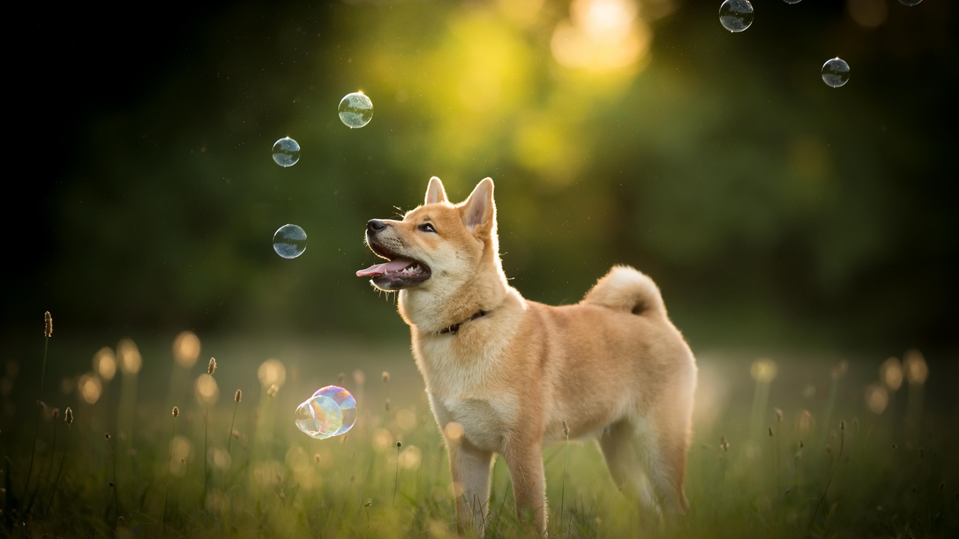 Собака породы акита ину ловит мыльные пузыри