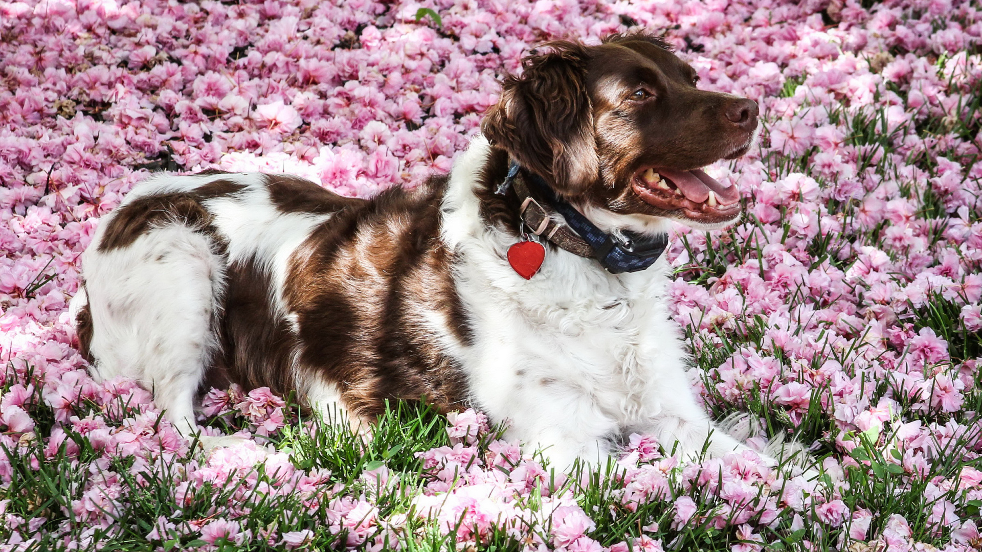 Австралийская овчарка лежит на розовых цветах 