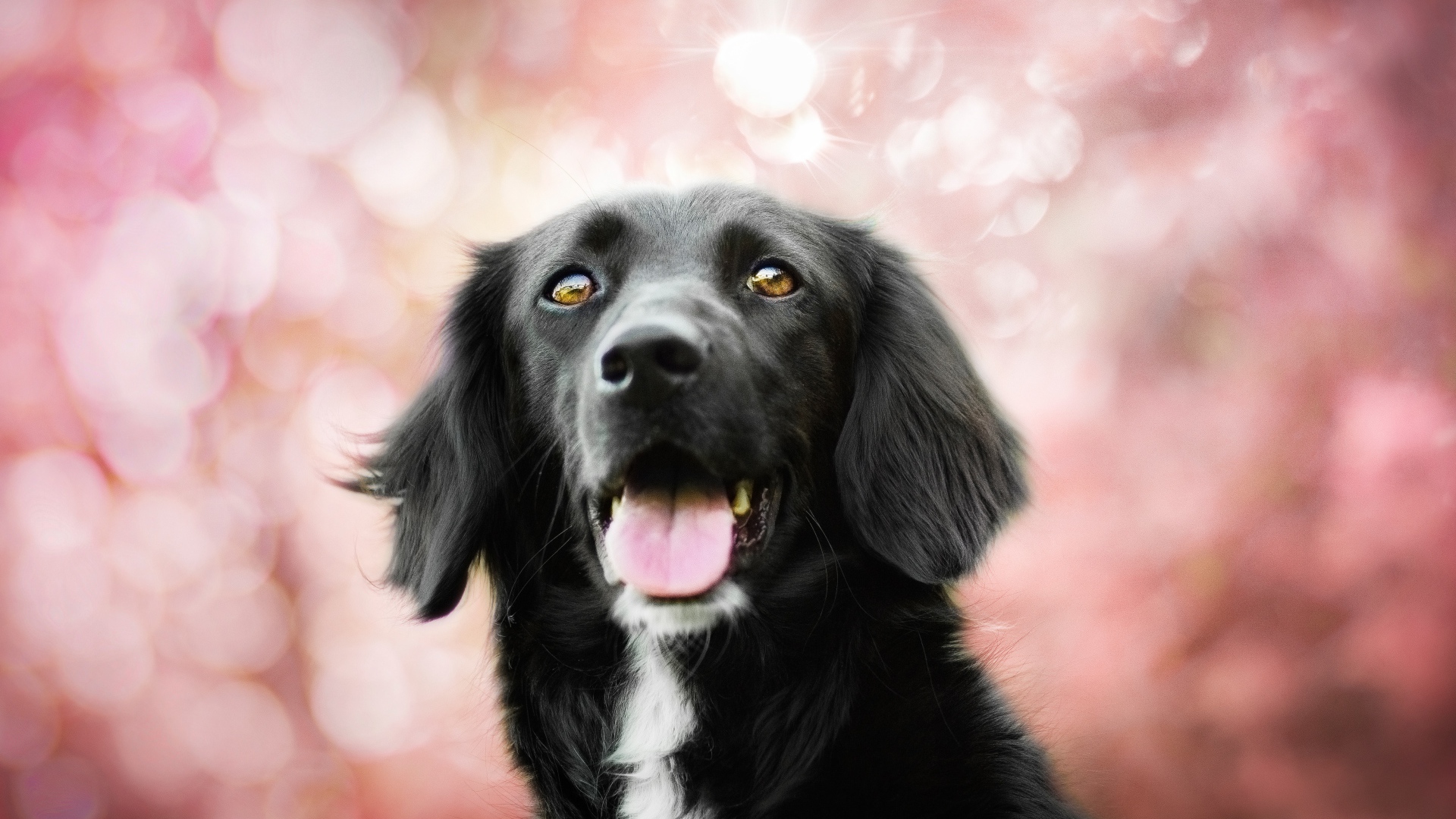 Черная собака с высунутым языком на розовом фоне 