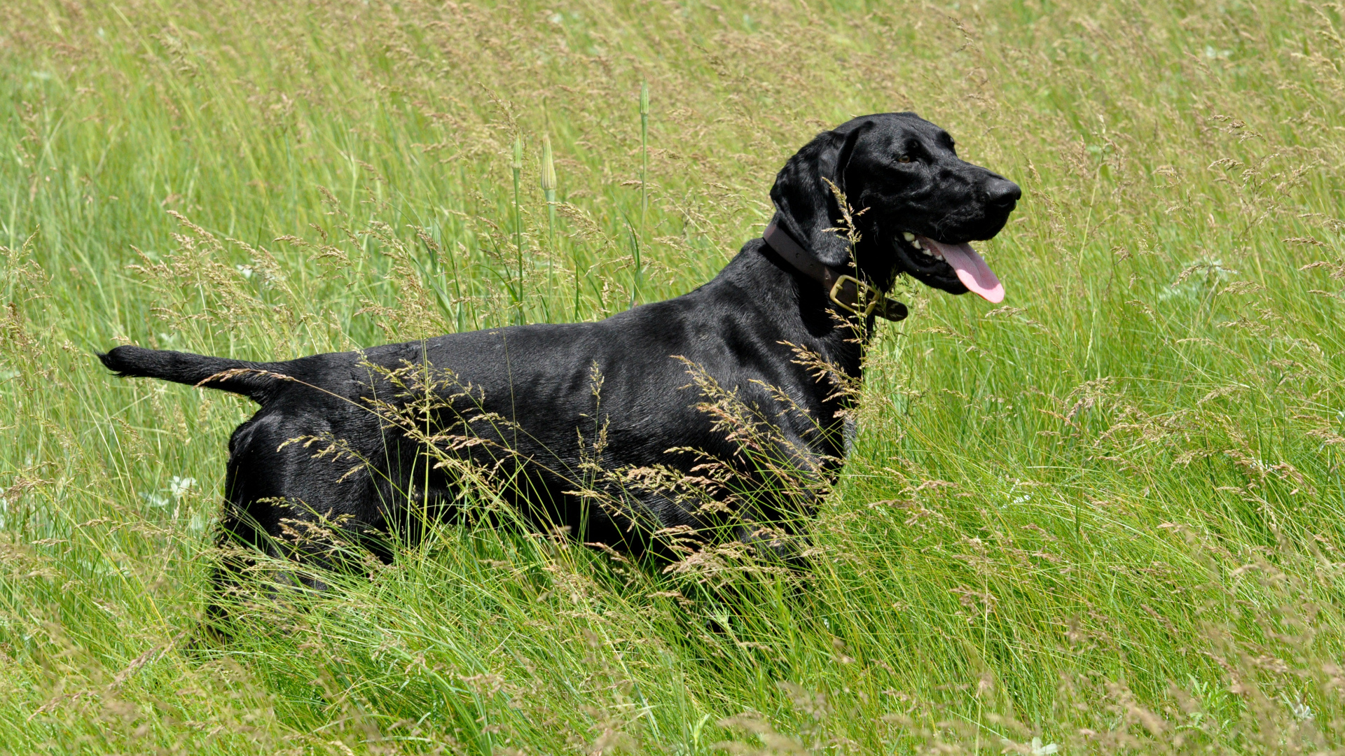 Черный лабрадор с высунутым языком гуляет по зеленой траве